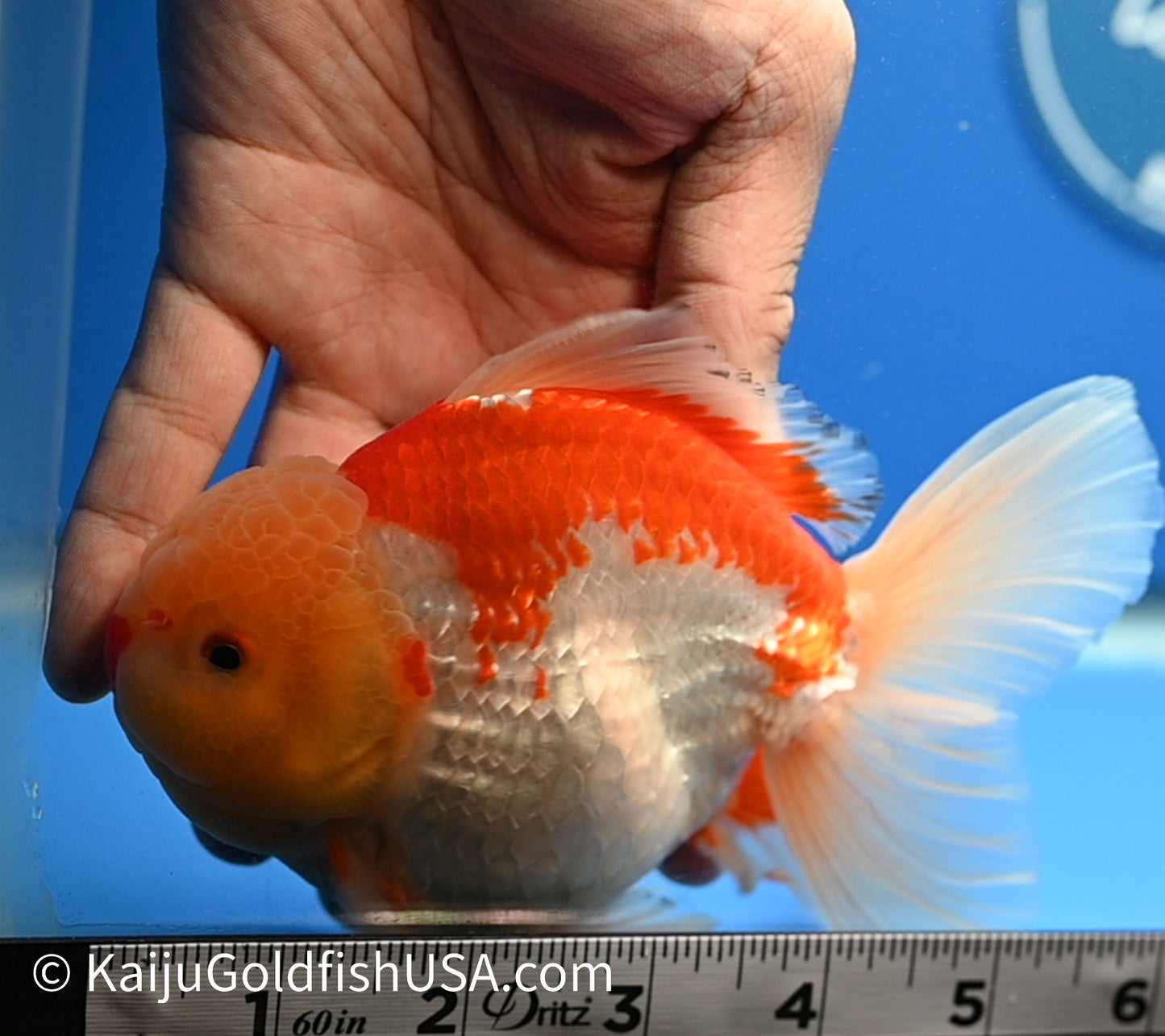 Jumbo Rose Tail Red White Oranda 5-6 inches (010524_OR01) - Kaiju Goldfish USA