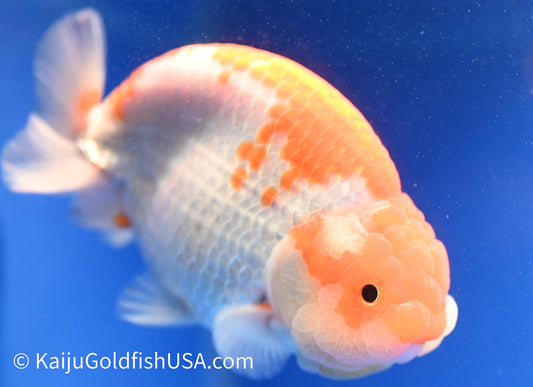 Red White Ranchu 4.5 - 5 inches (010524_RC02) - Kaiju Goldfish USA