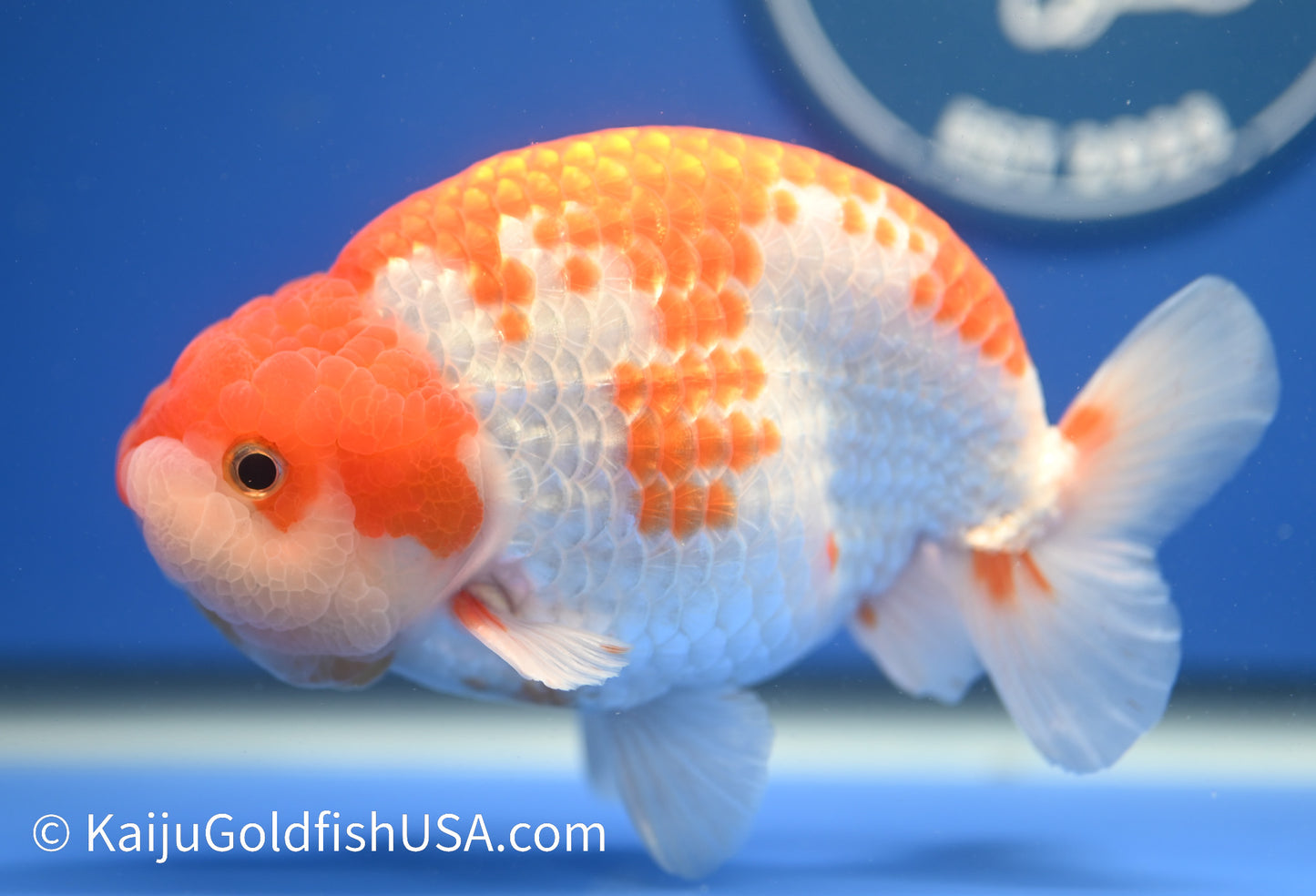 Red White Ranchu 4.5 - 5 inches (010524_RC02) - Kaiju Goldfish USA