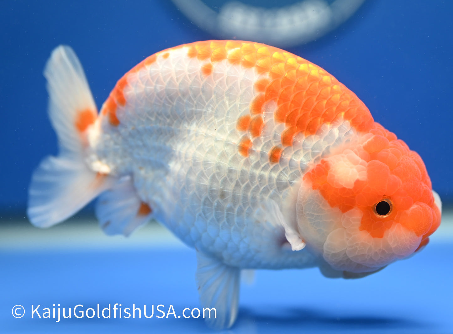 Red White Ranchu 4.5 - 5 inches (010524_RC02) - Kaiju Goldfish USA