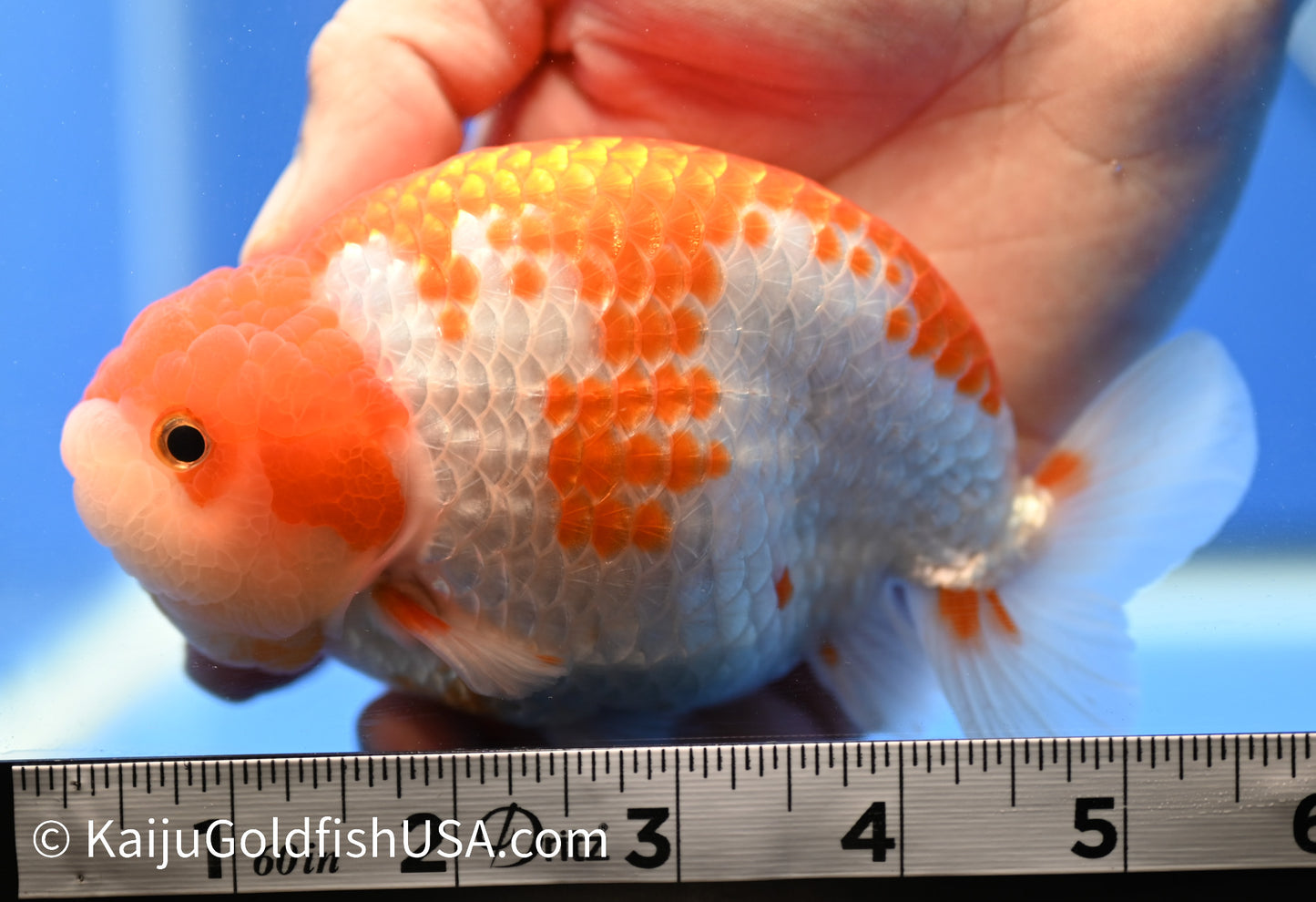 Red White Ranchu 4.5 - 5 inches (010524_RC02) - Kaiju Goldfish USA