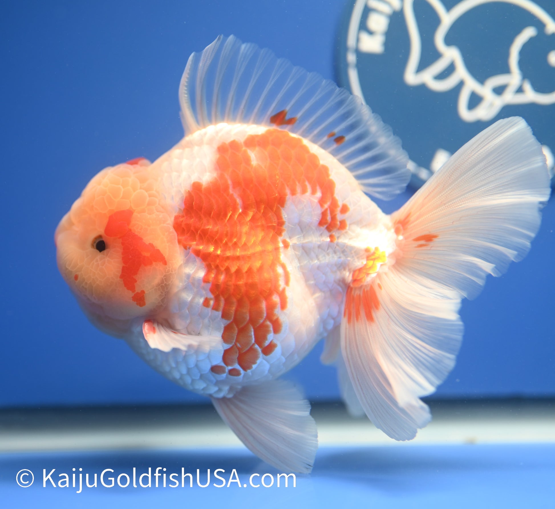 Jumbo Rose Tail Red White Oranda 4.5-5 inches (010524_OR02) - Kaiju Goldfish USA