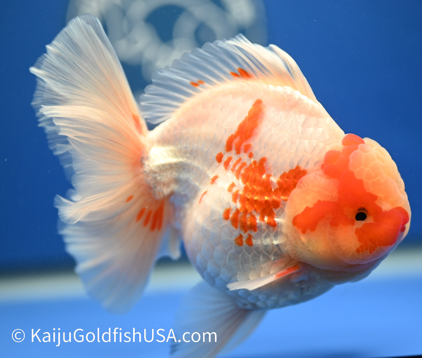 Jumbo Rose Tail Red White Oranda 4.5-5 inches (010524_OR02) - Kaiju Goldfish USA