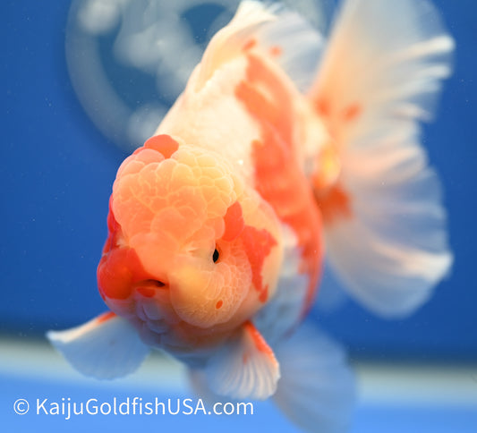 Jumbo Rose Tail Red White Oranda 4.5-5 inches (010524_OR02) - Kaiju Goldfish USA