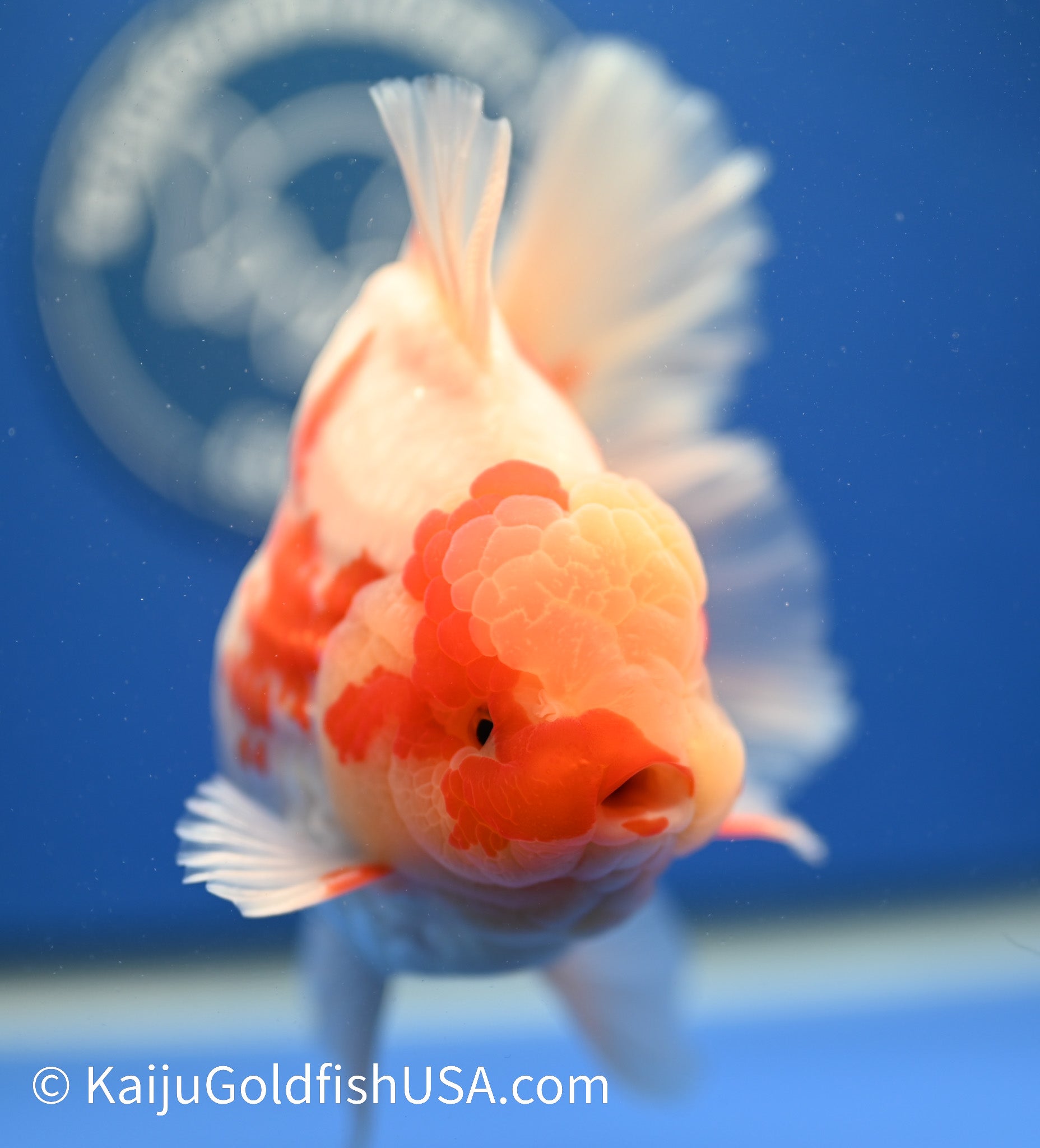 Jumbo Rose Tail Red White Oranda 4.5-5 inches (010524_OR02) - Kaiju Goldfish USA