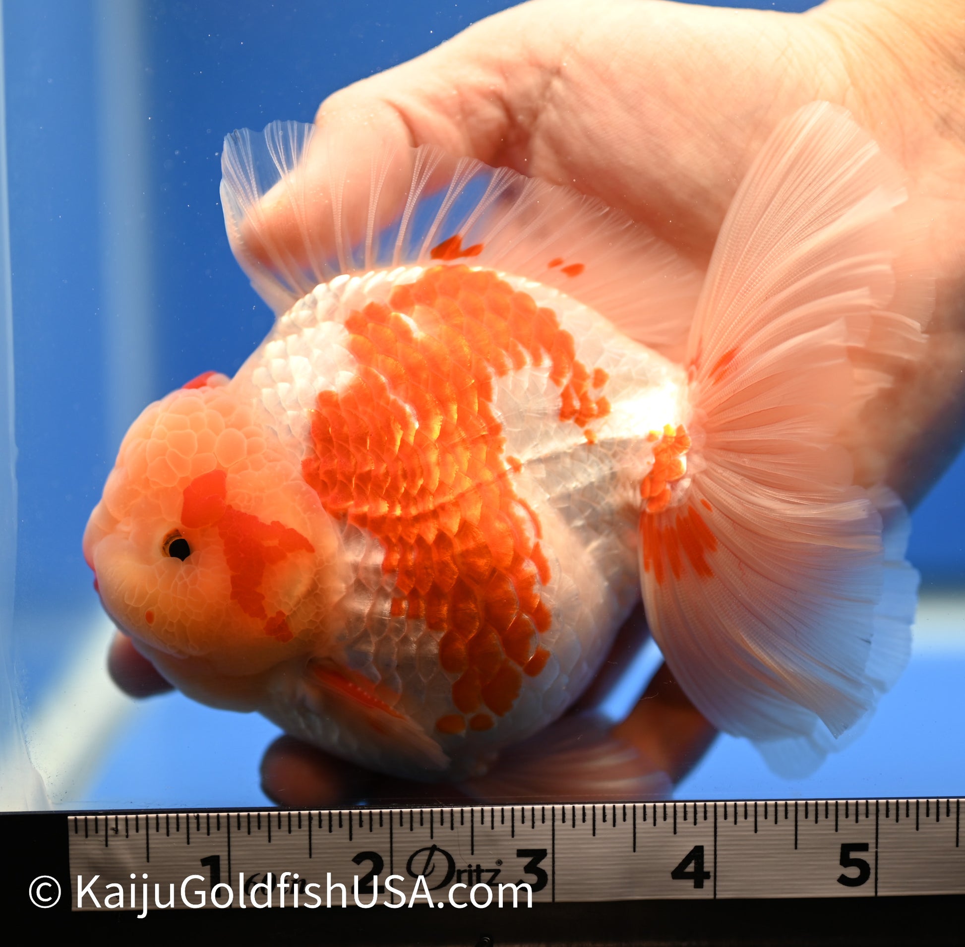 Jumbo Rose Tail Red White Oranda 4.5-5 inches (010524_OR02) - Kaiju Goldfish USA