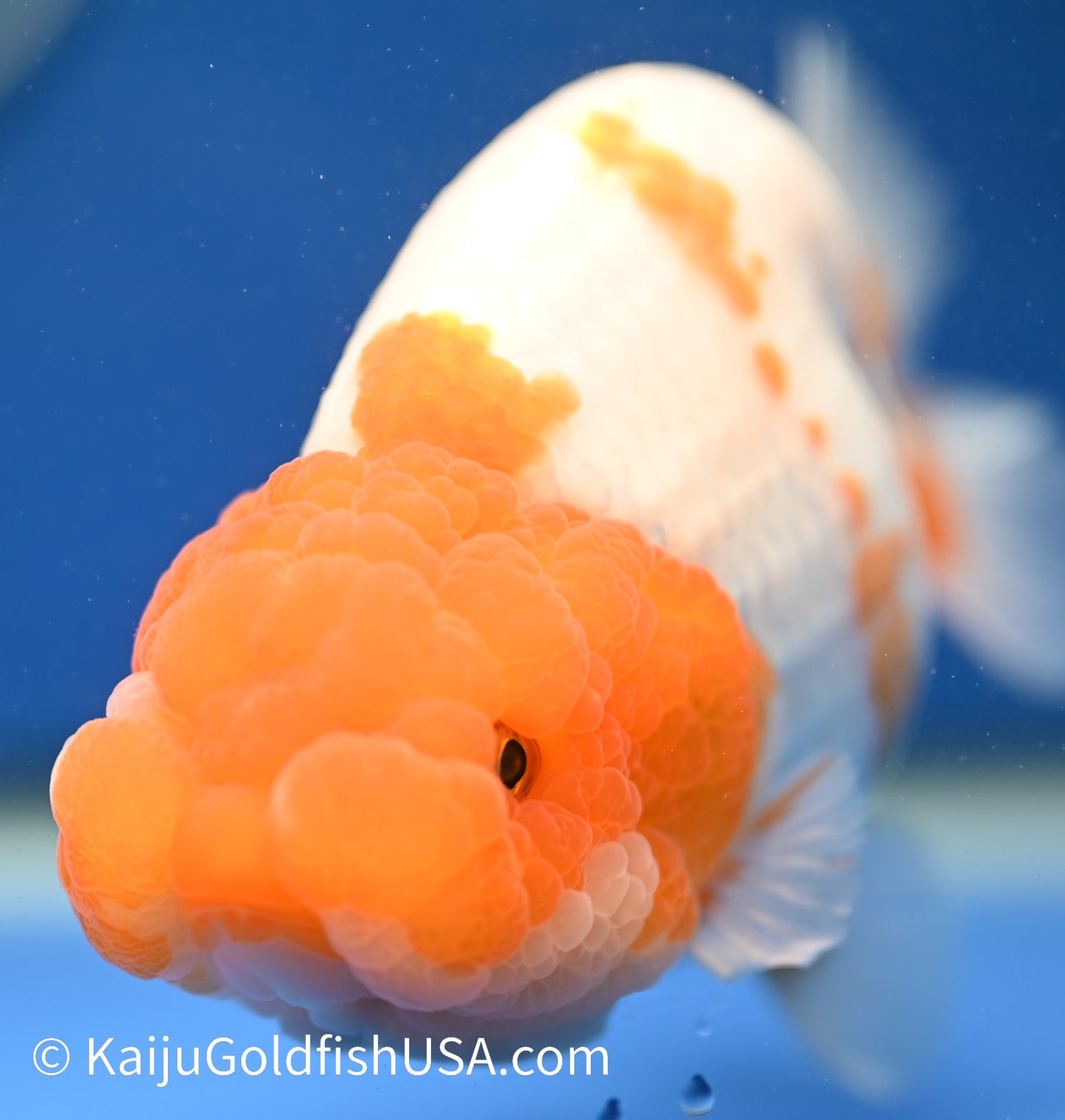 Jumbo Red White Buffalo Ranchu 5-5.5 inches (010524_RC03) - Kaiju Goldfish USA