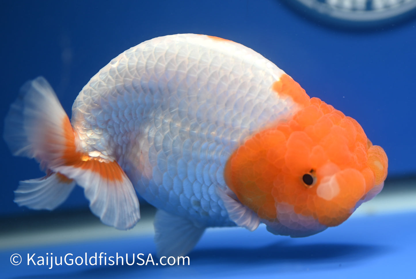 Jumbo Red White Buffalo Ranchu 5-5.5 inches (010524_RC03) - Kaiju Goldfish USA