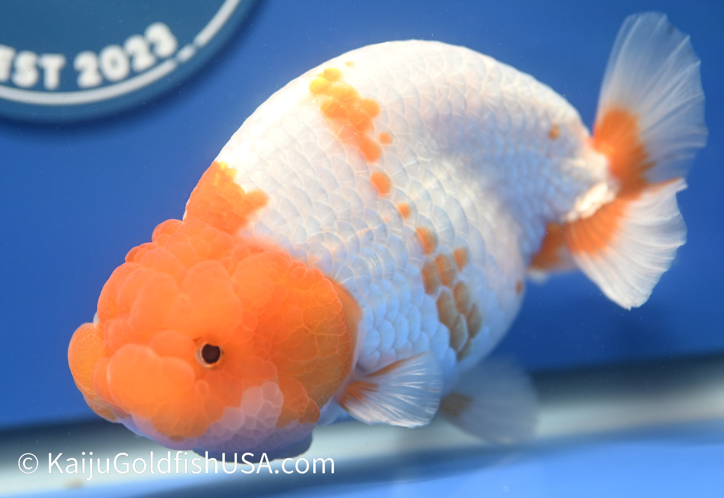 Jumbo Red White Buffalo Ranchu 5-5.5 inches (010524_RC03) - Kaiju Goldfish USA