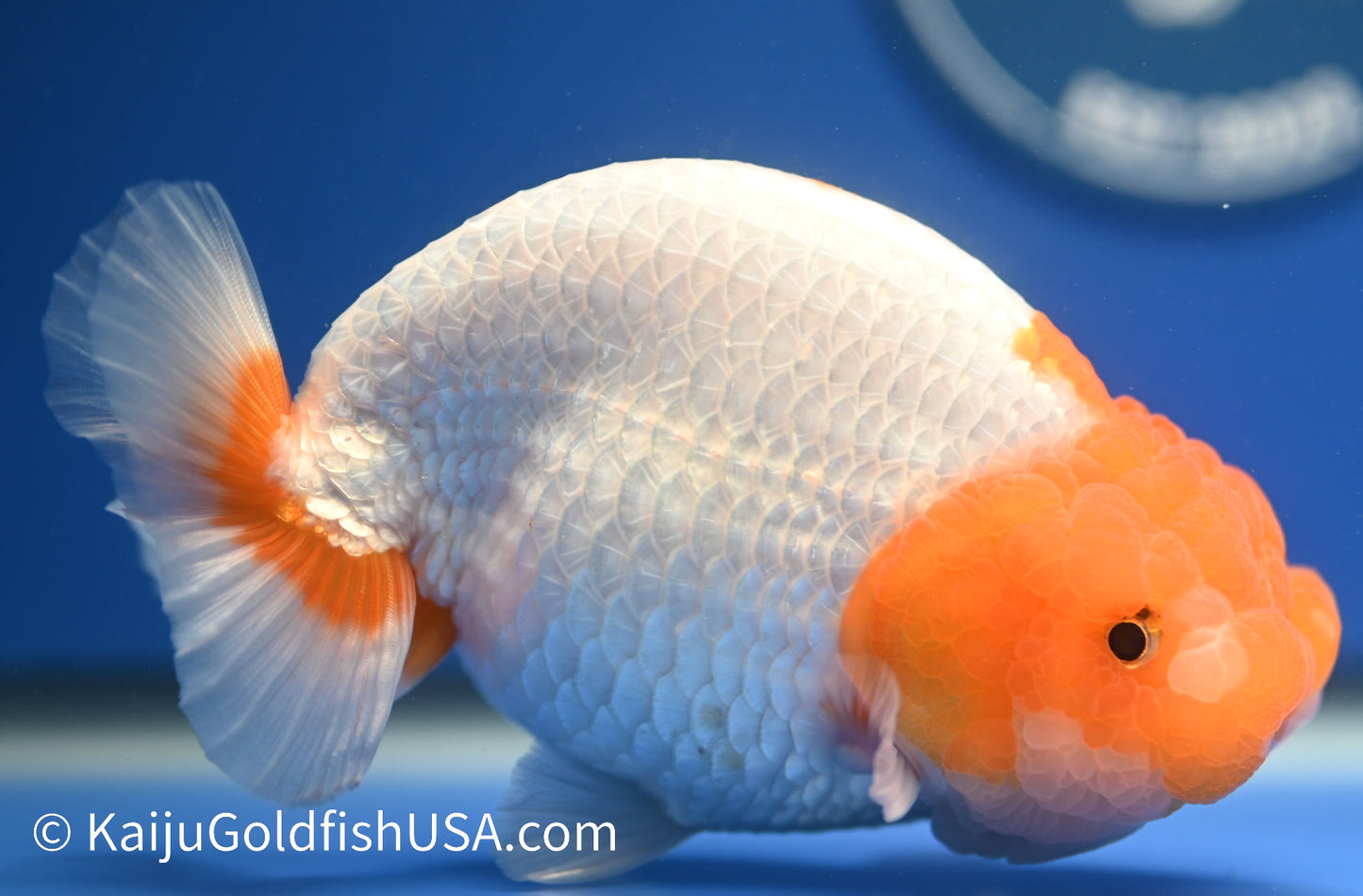 Jumbo Red White Buffalo Ranchu 5-5.5 inches (010524_RC03) - Kaiju Goldfish USA