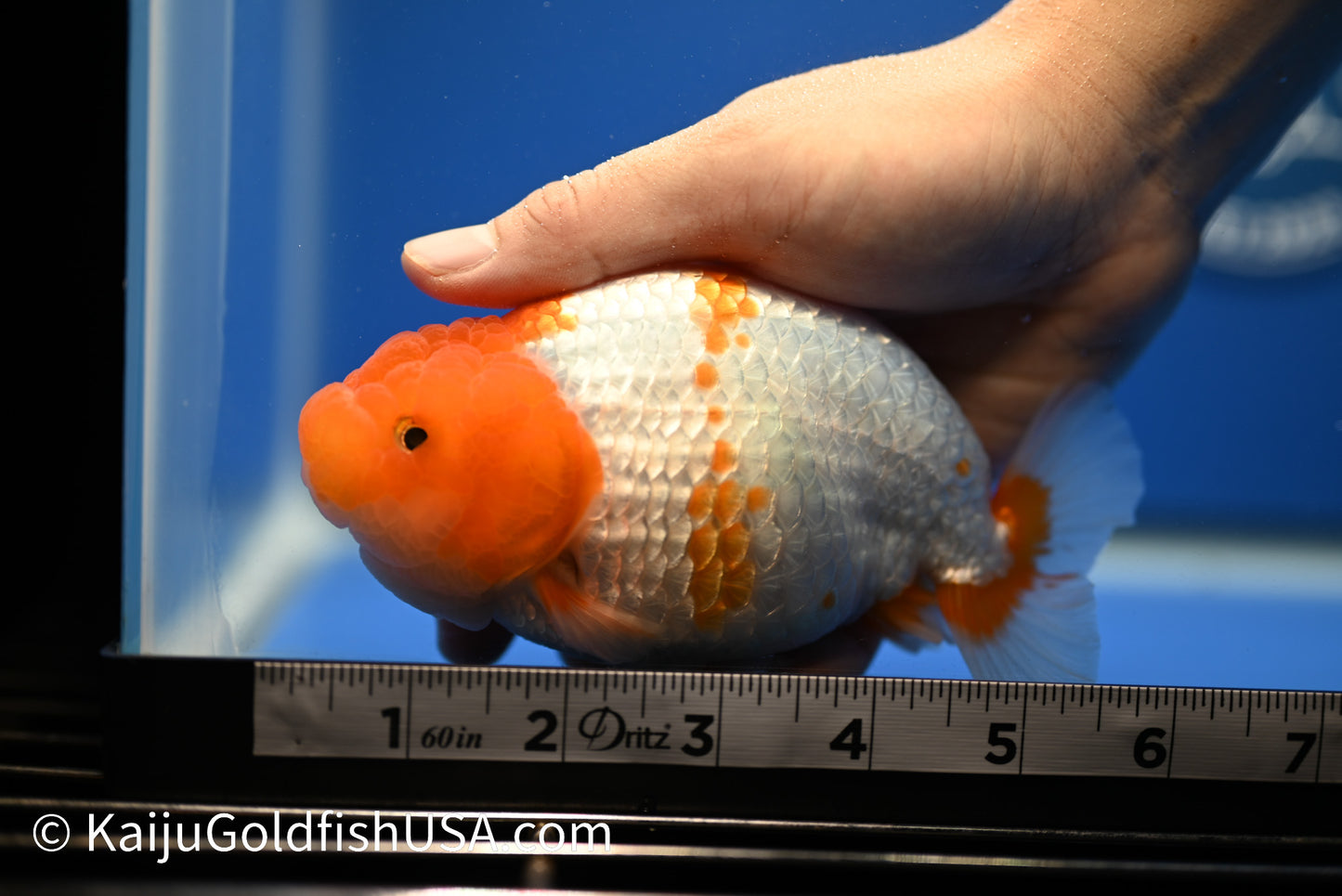 Jumbo Red White Buffalo Ranchu 5-5.5 inches (010524_RC03) - Kaiju Goldfish USA