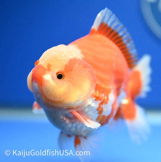 Jumbo Godzilla Red White Oranda 4.5-5 inches (010524_OR03) - Kaiju Goldfish USA