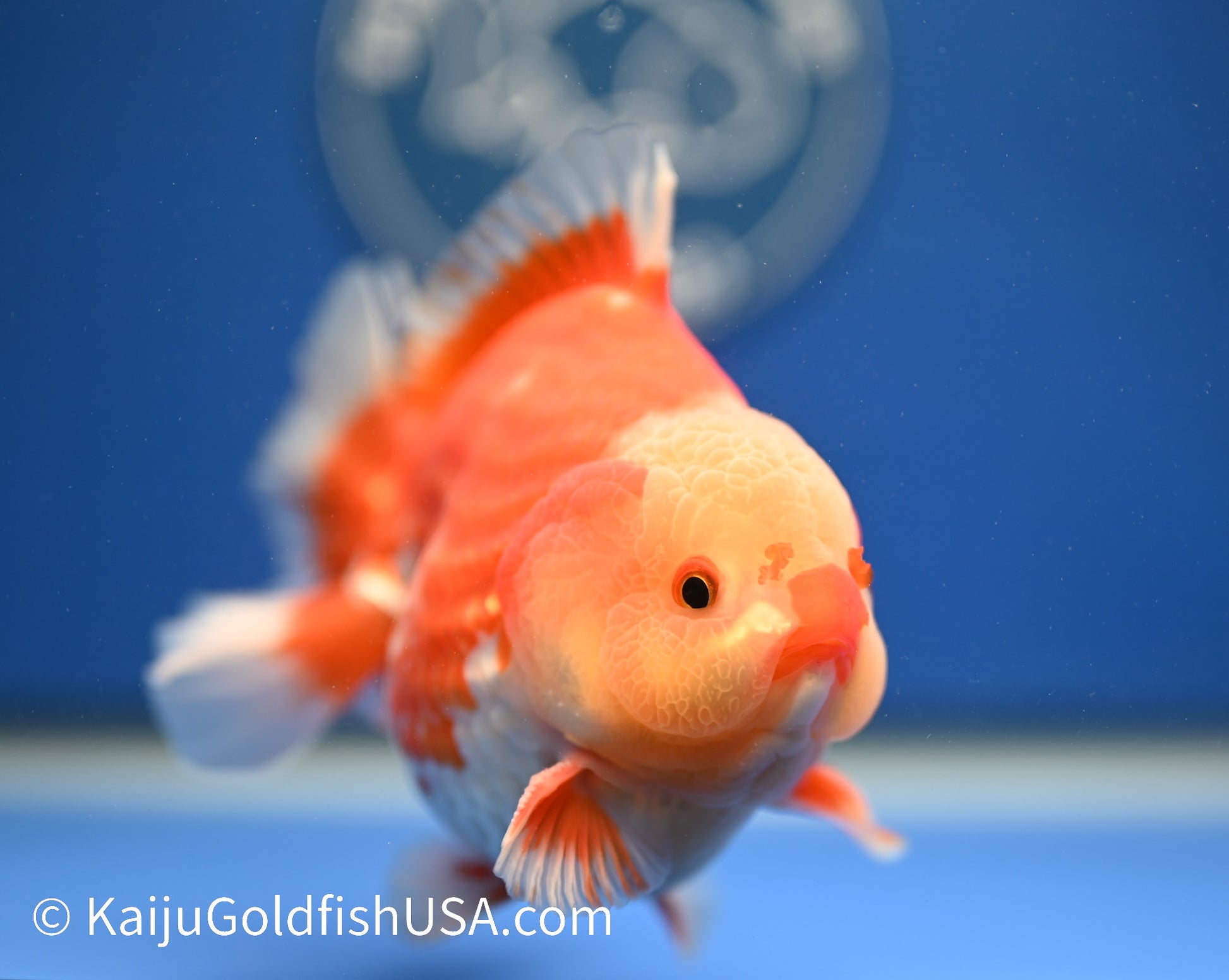 Jumbo Godzilla Red White Oranda 4.5-5 inches (010524_OR03) - Kaiju Goldfish USA