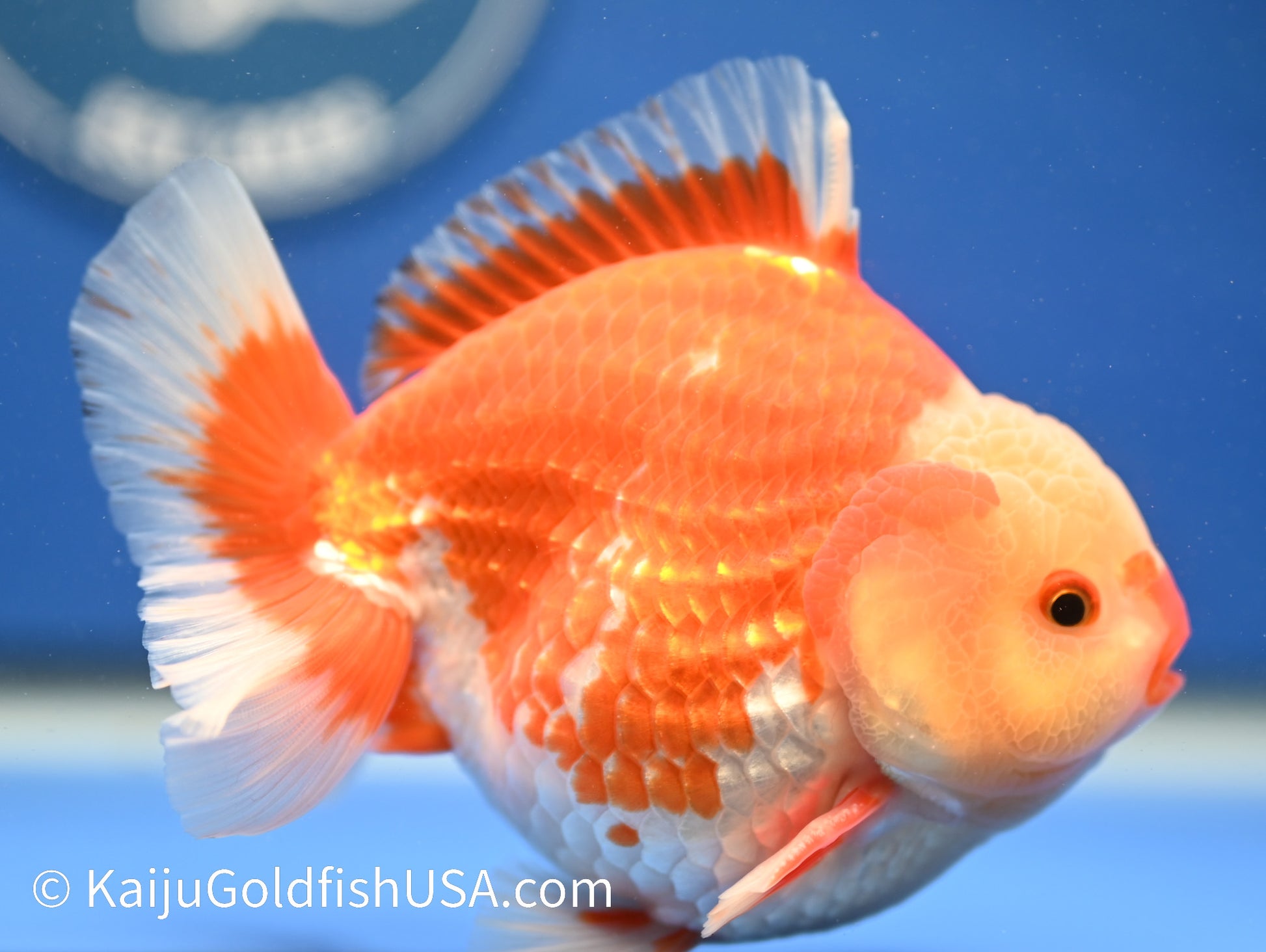 Jumbo Godzilla Red White Oranda 4.5-5 inches (010524_OR03) - Kaiju Goldfish USA