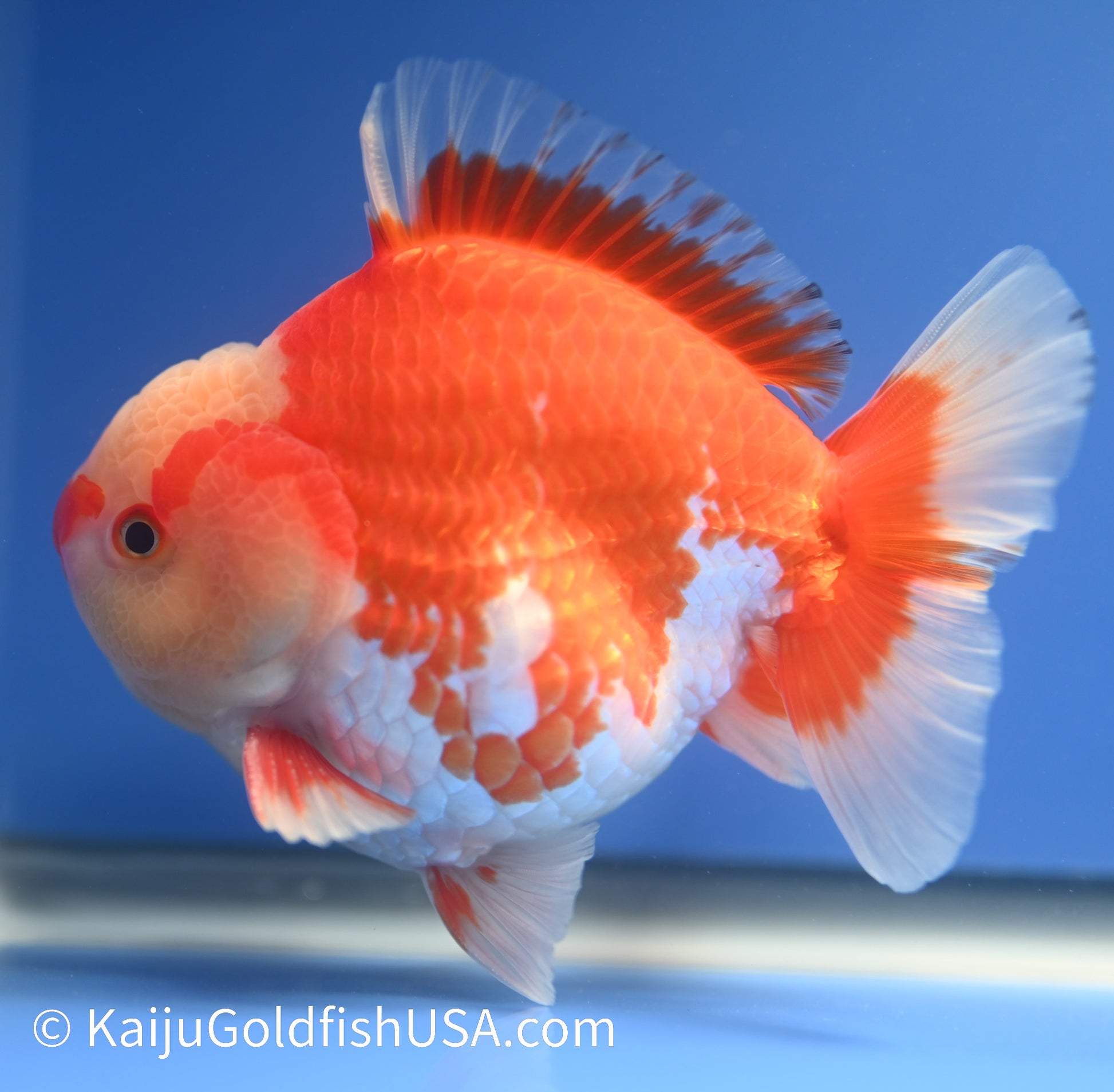 Jumbo Godzilla Red White Oranda 4.5-5 inches (010524_OR03) - Kaiju Goldfish USA