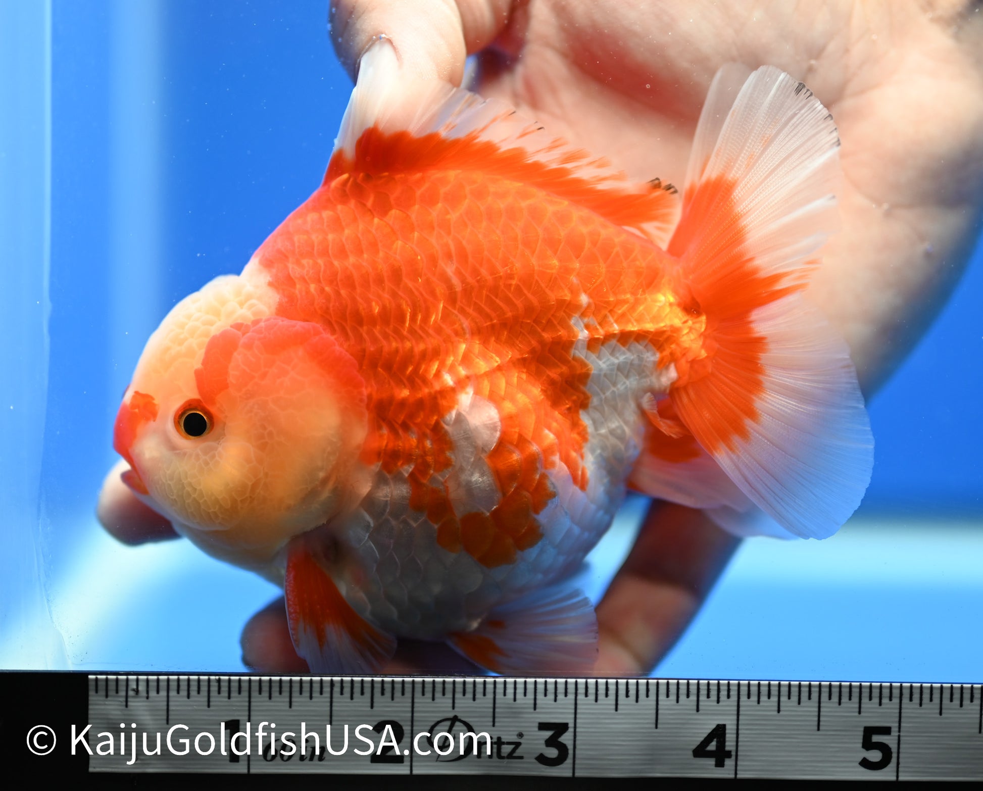 Jumbo Godzilla Red White Oranda 4.5-5 inches (010524_OR03) - Kaiju Goldfish USA