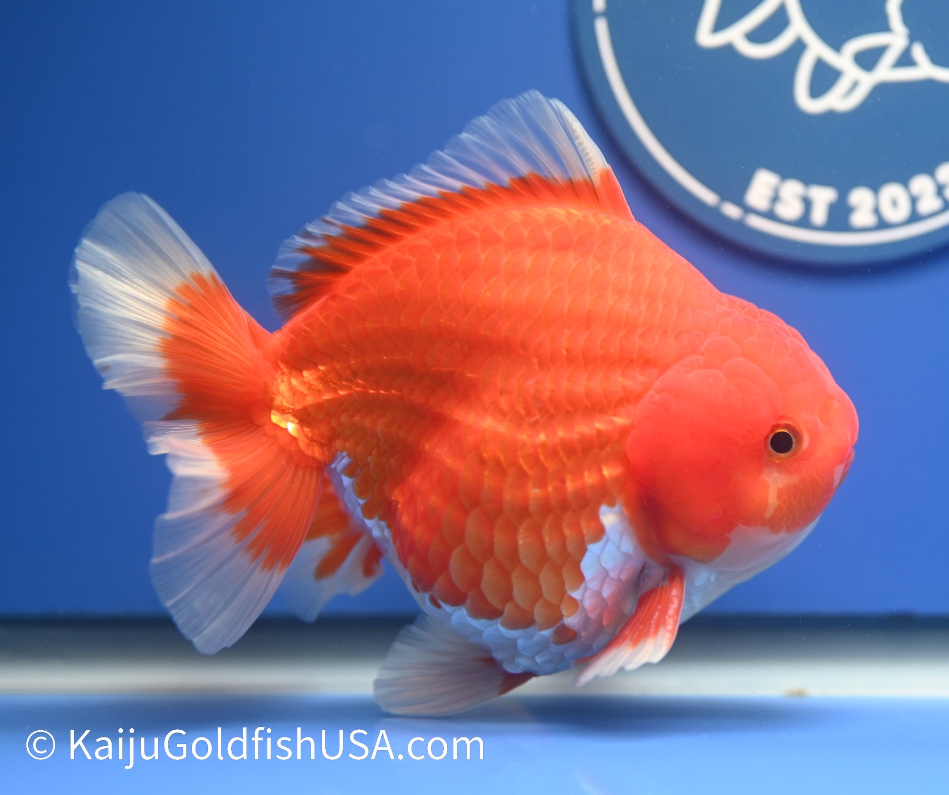 Jumbo Godzilla Red White Oranda 4.5-5 inches (010524_OR04) - Kaiju Goldfish USA