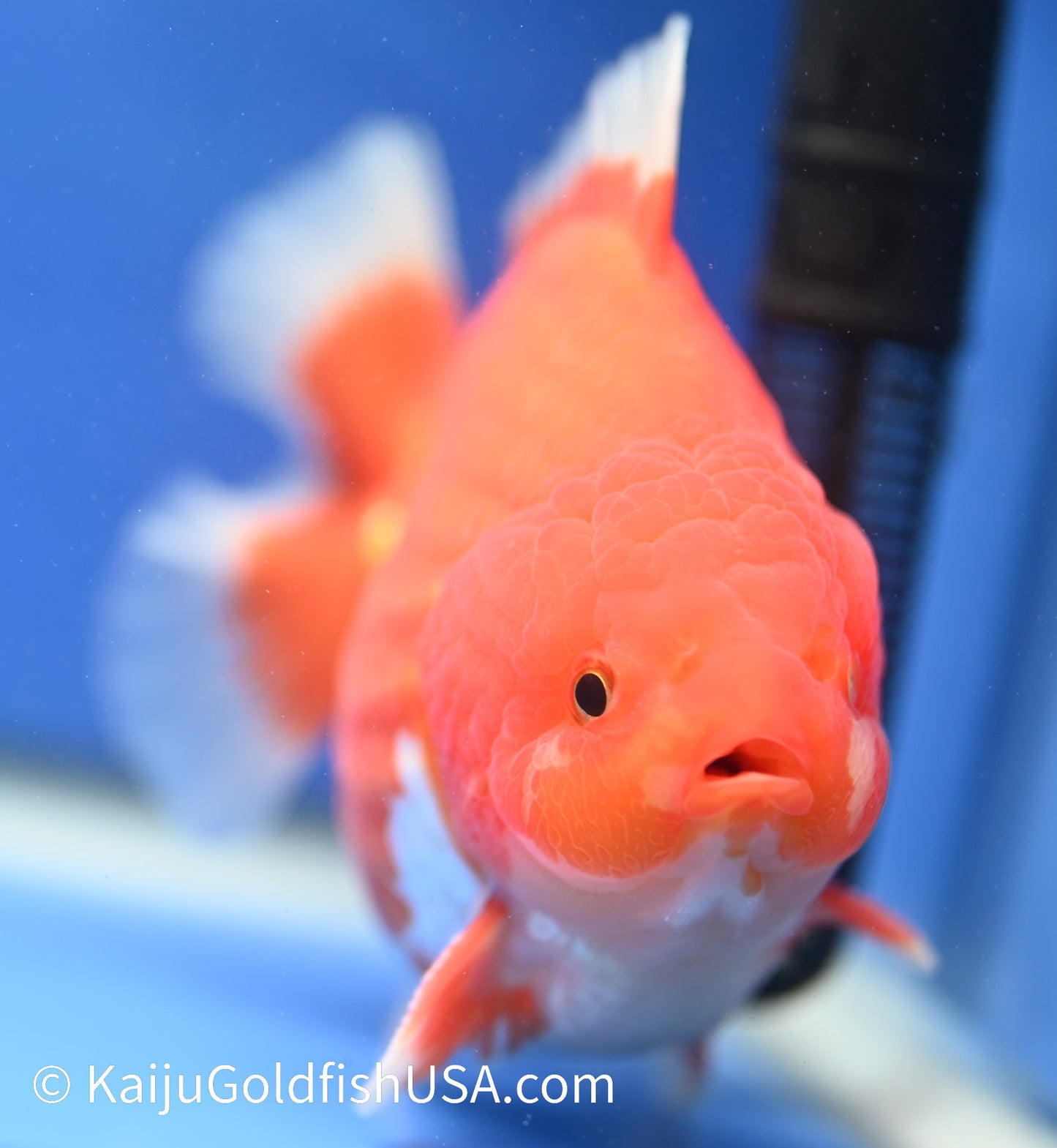 Jumbo Godzilla Red White Oranda 4.5-5 inches (010524_OR04) - Kaiju Goldfish USA