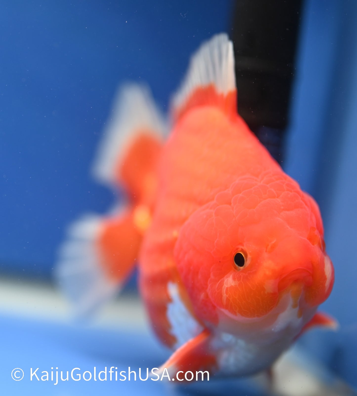 Jumbo Godzilla Red White Oranda 4.5-5 inches (010524_OR04) - Kaiju Goldfish USA