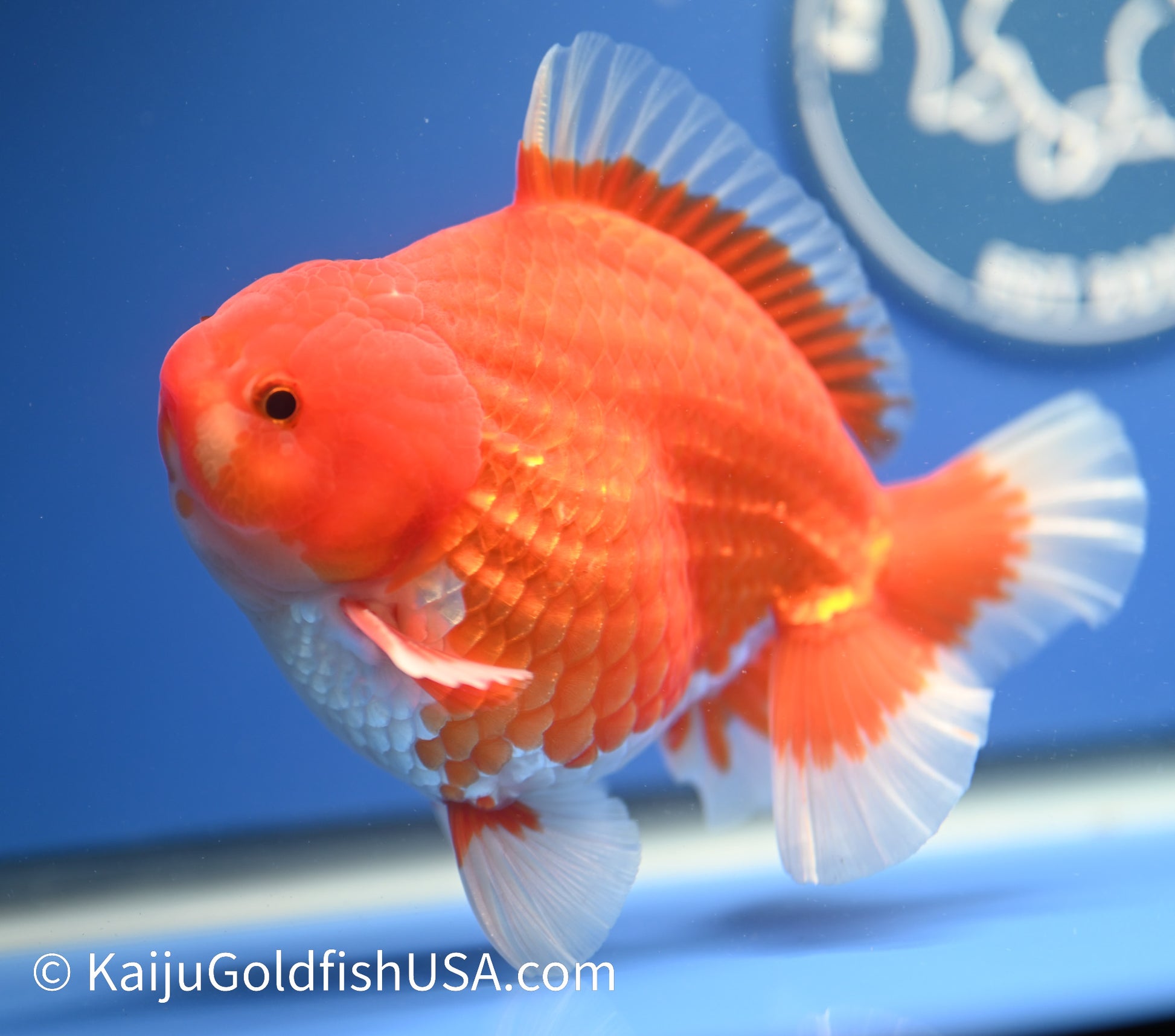 Jumbo Godzilla Red White Oranda 4.5-5 inches (010524_OR04) - Kaiju Goldfish USA