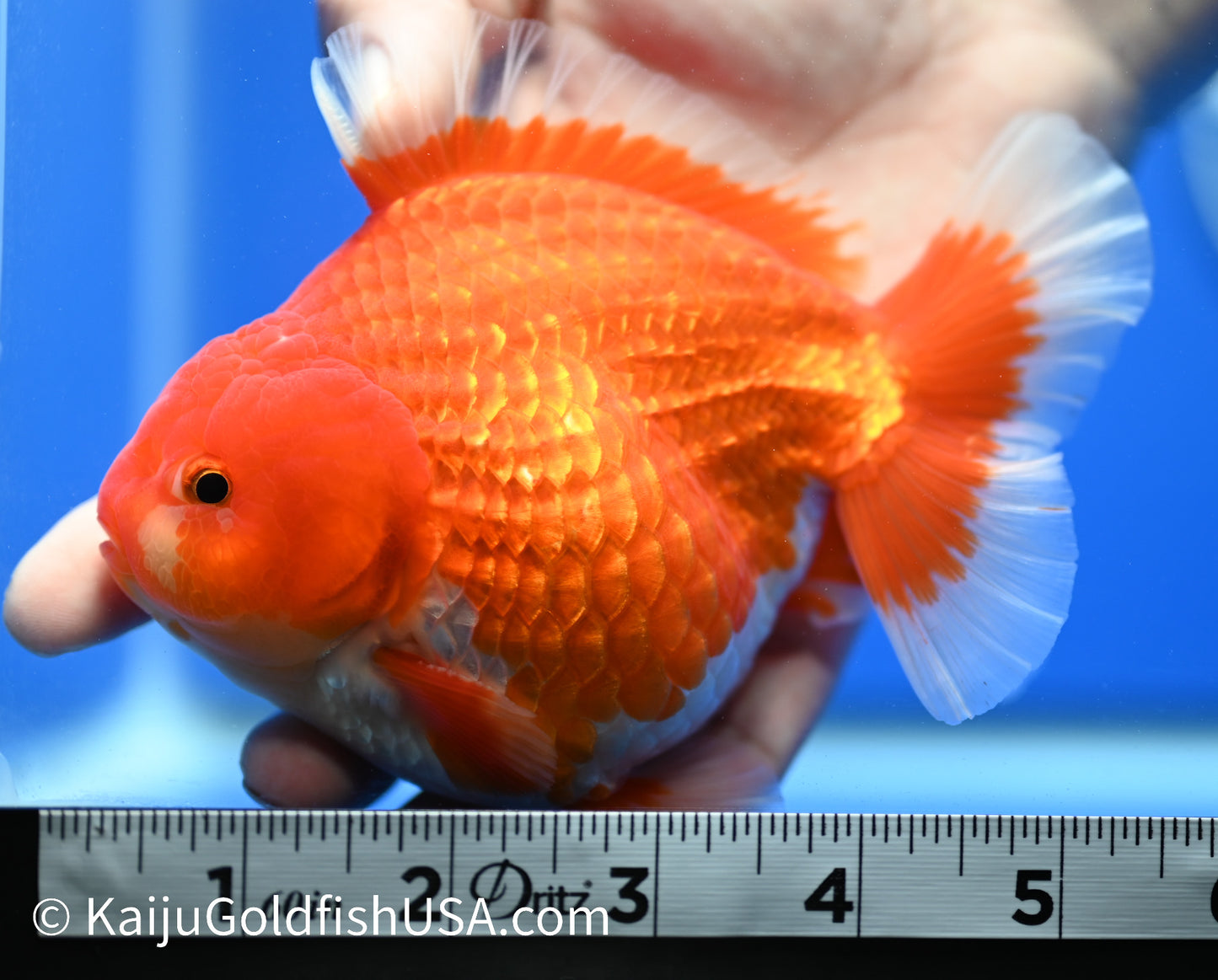 Jumbo Godzilla Red White Oranda 4.5-5 inches (010524_OR04) - Kaiju Goldfish USA