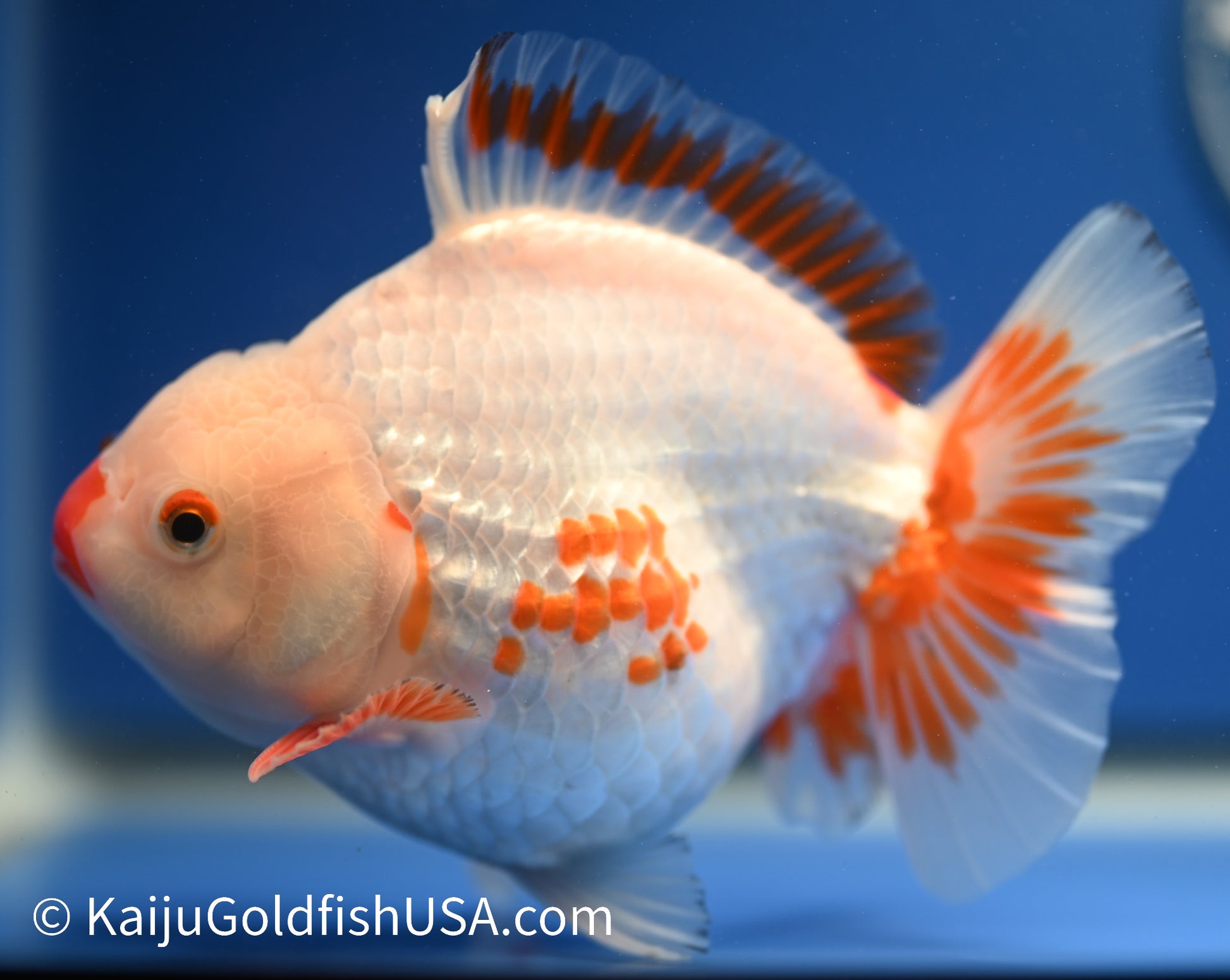 Jumbo Godzilla Red White Oranda 5-5.5 inches (010524_OR05) - Kaiju Goldfish USA