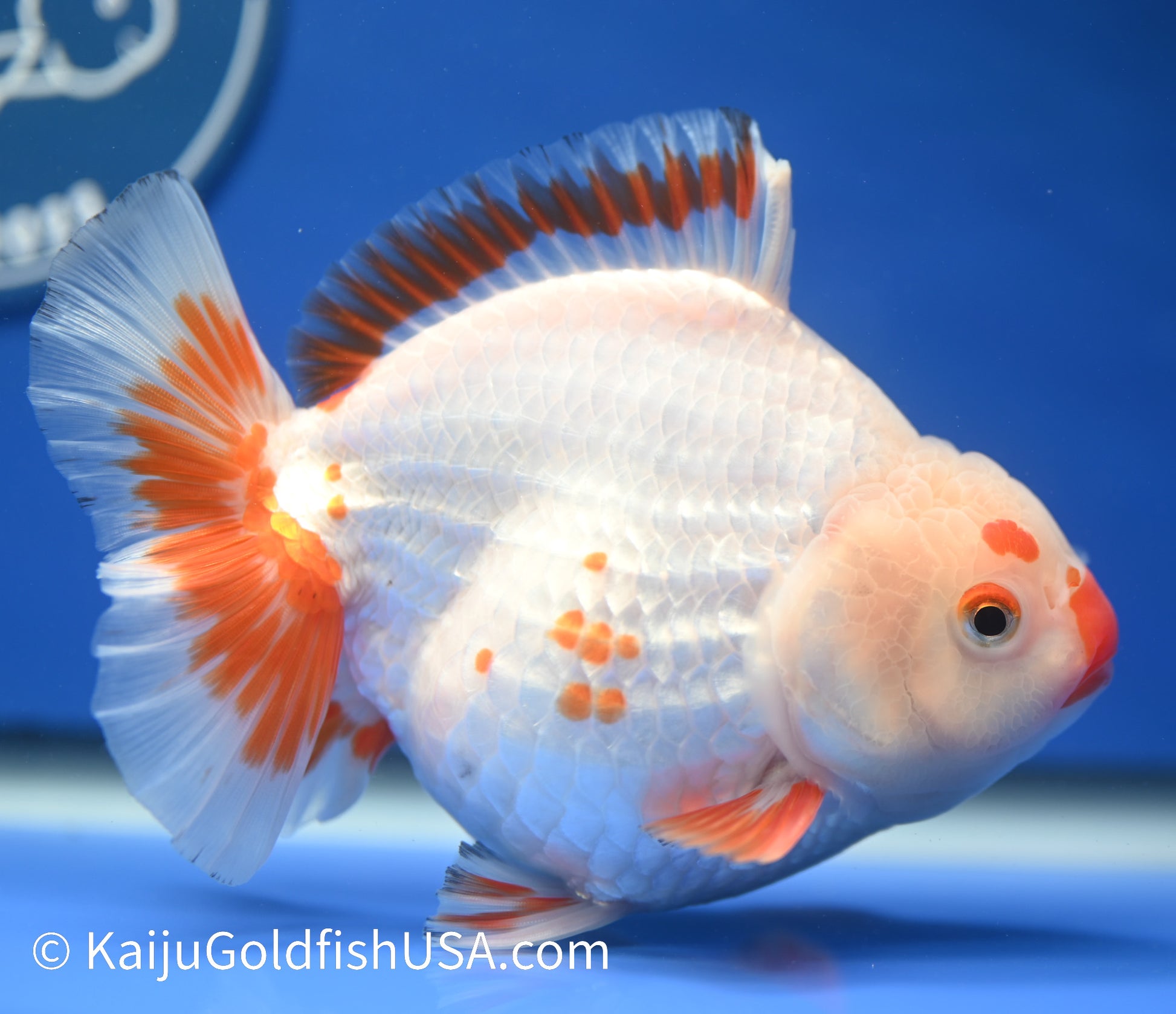 Jumbo Godzilla Red White Oranda 5-5.5 inches (010524_OR05) - Kaiju Goldfish USA