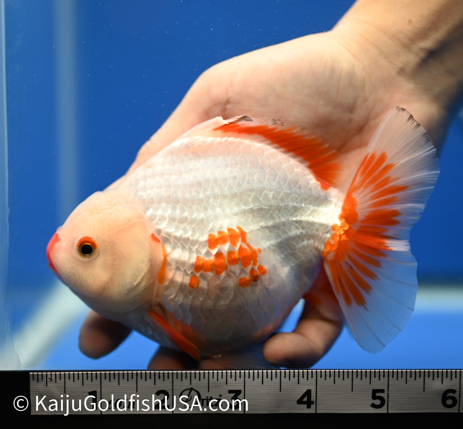 Jumbo Godzilla Red White Oranda 5-5.5 inches (010524_OR05) - Kaiju Goldfish USA