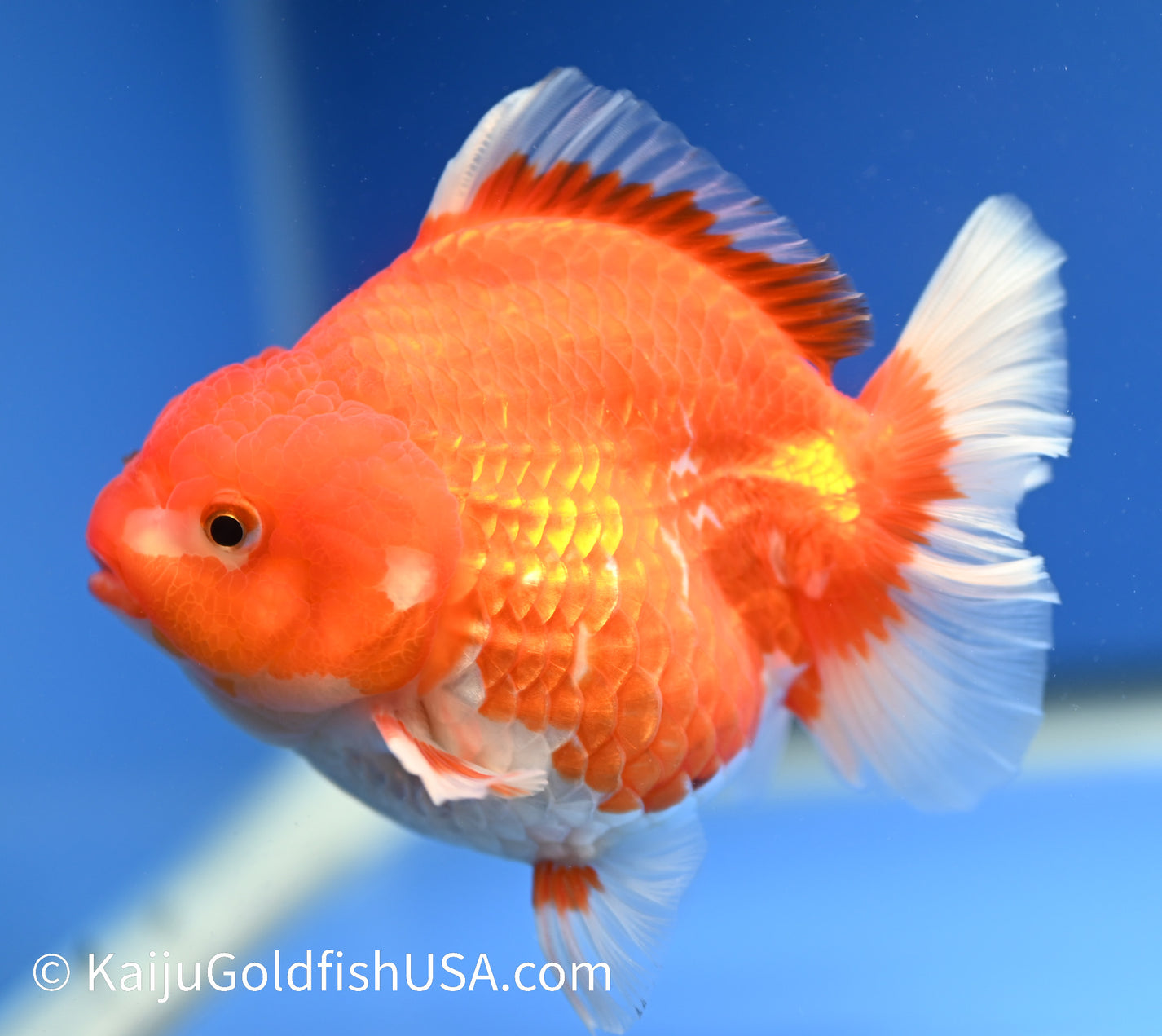 Jumbo Godzilla Red White Oranda Goldfish for Sale | Godzilla Red White ...