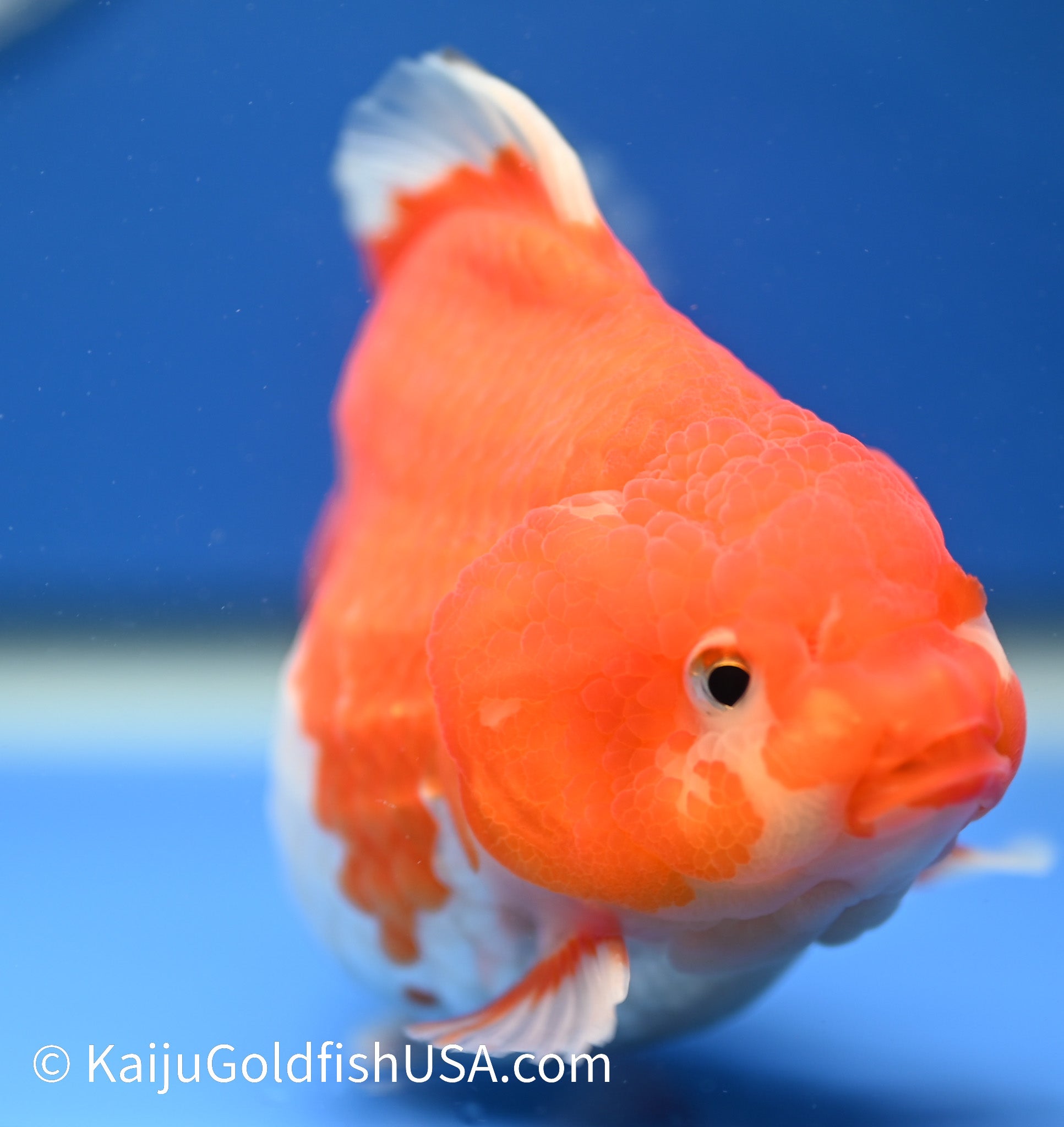 Jumbo Godzilla Red White Oranda 4.5-5 inches (010524_OR06) - Kaiju Goldfish USA