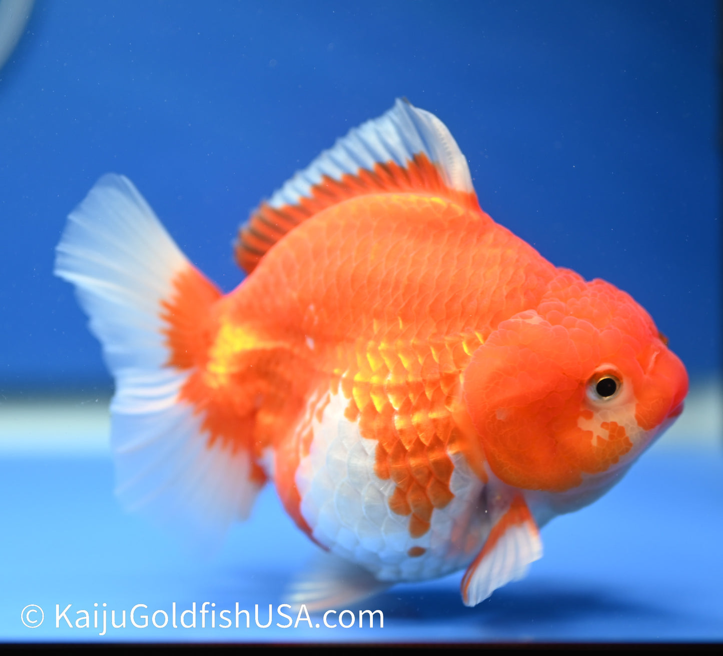 Jumbo Godzilla Red White Oranda 4.5-5 inches (010524_OR06) - Kaiju Goldfish USA