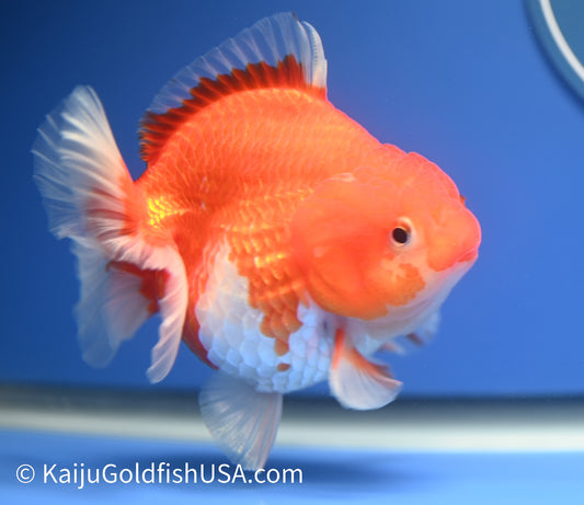 Jumbo Godzilla Red White Oranda 4.5-5 inches (010524_OR06) - Kaiju Goldfish USA