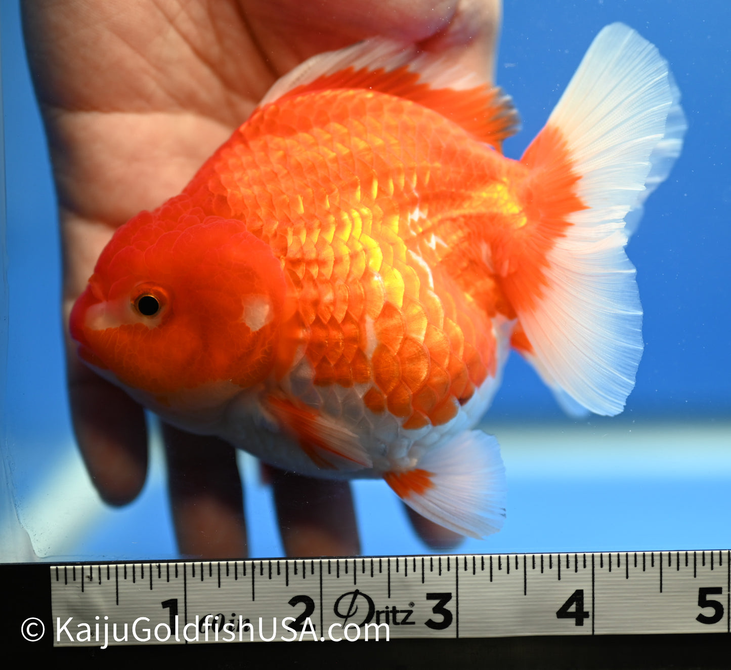 Jumbo Godzilla Red White Oranda 4.5-5 inches (010524_OR06) - Kaiju Goldfish USA