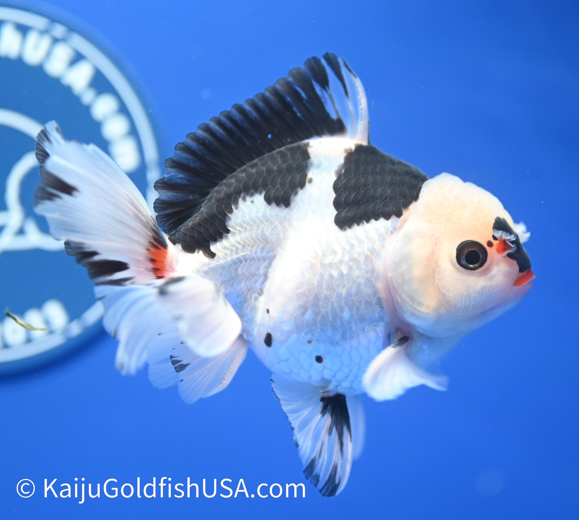 Panda Oranda 4 - 4.5 inches (010524_OR07) - Kaiju Goldfish USA