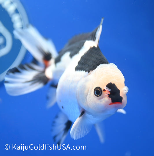 Panda Oranda 4 - 4.5 inches (010524_OR07) - Kaiju Goldfish USA