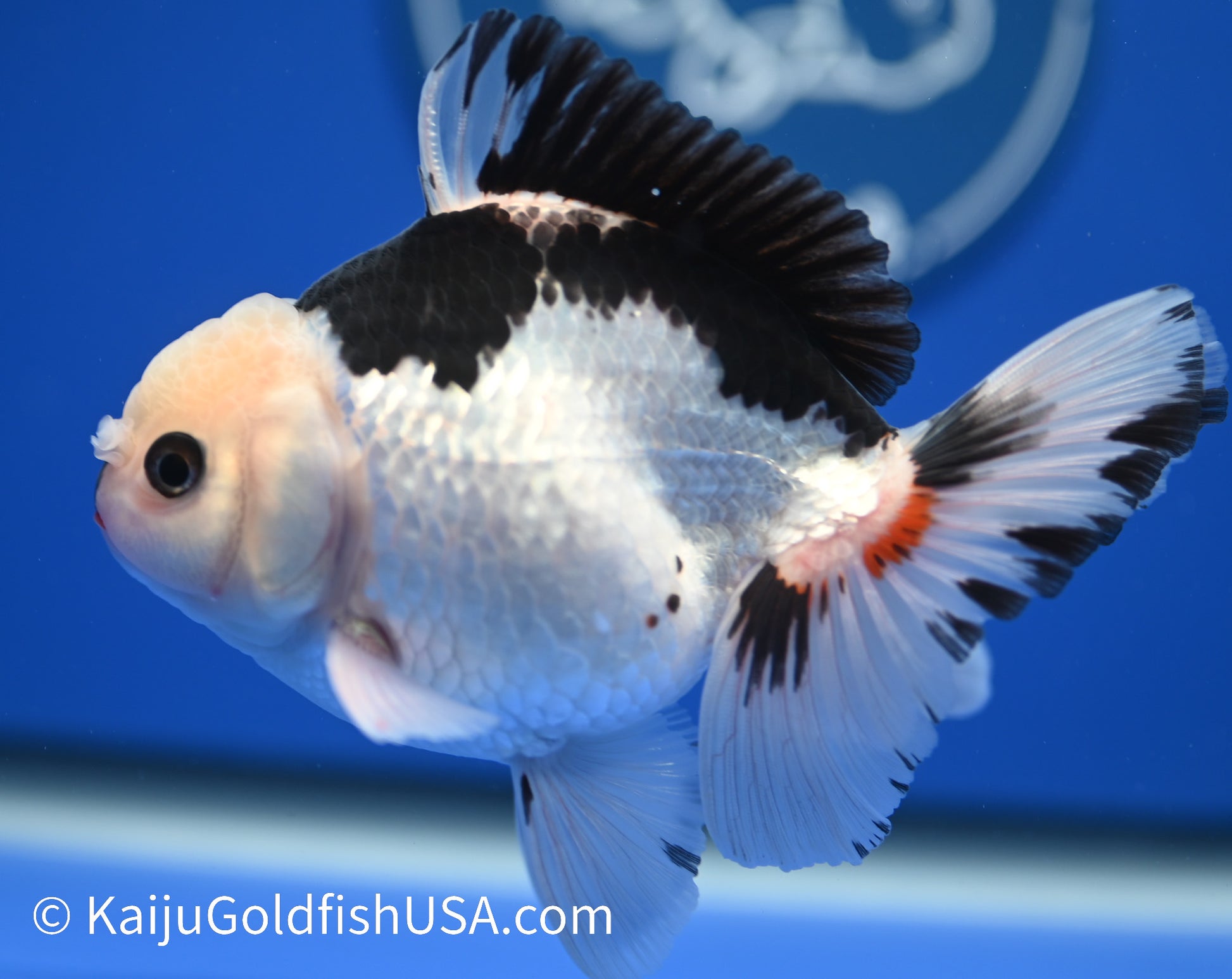 Panda Oranda 4 - 4.5 inches (010524_OR07) - Kaiju Goldfish USA