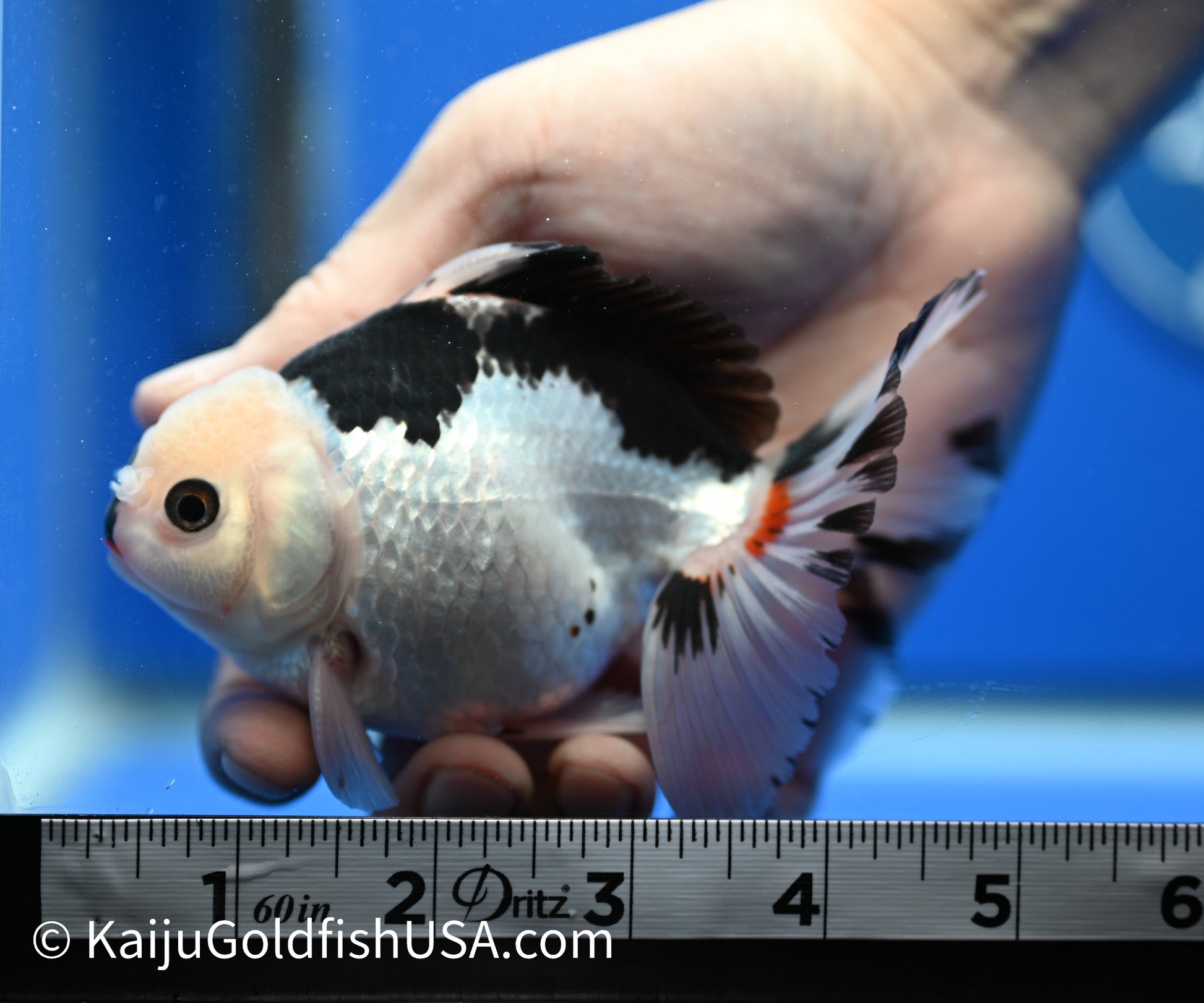 Panda Oranda 4 - 4.5 inches (010524_OR07) - Kaiju Goldfish USA