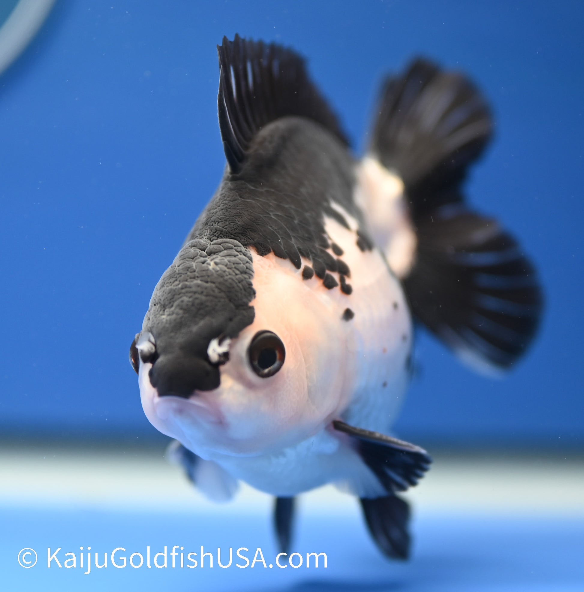 Panda Oranda 4 - 4.5 inches (010524_OR08) - Kaiju Goldfish USA