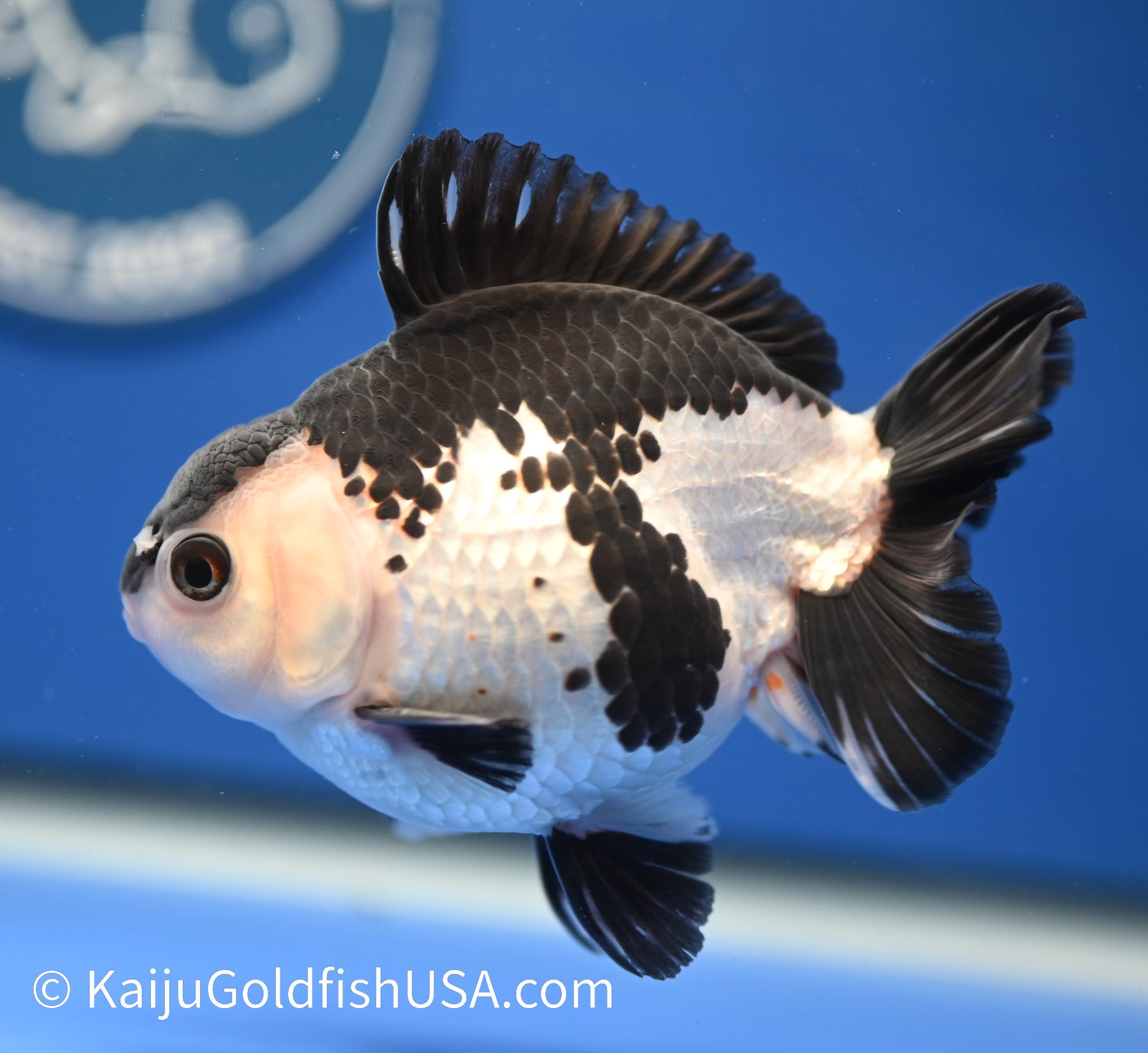 Panda Oranda 4 - 4.5 inches (010524_OR08) - Kaiju Goldfish USA