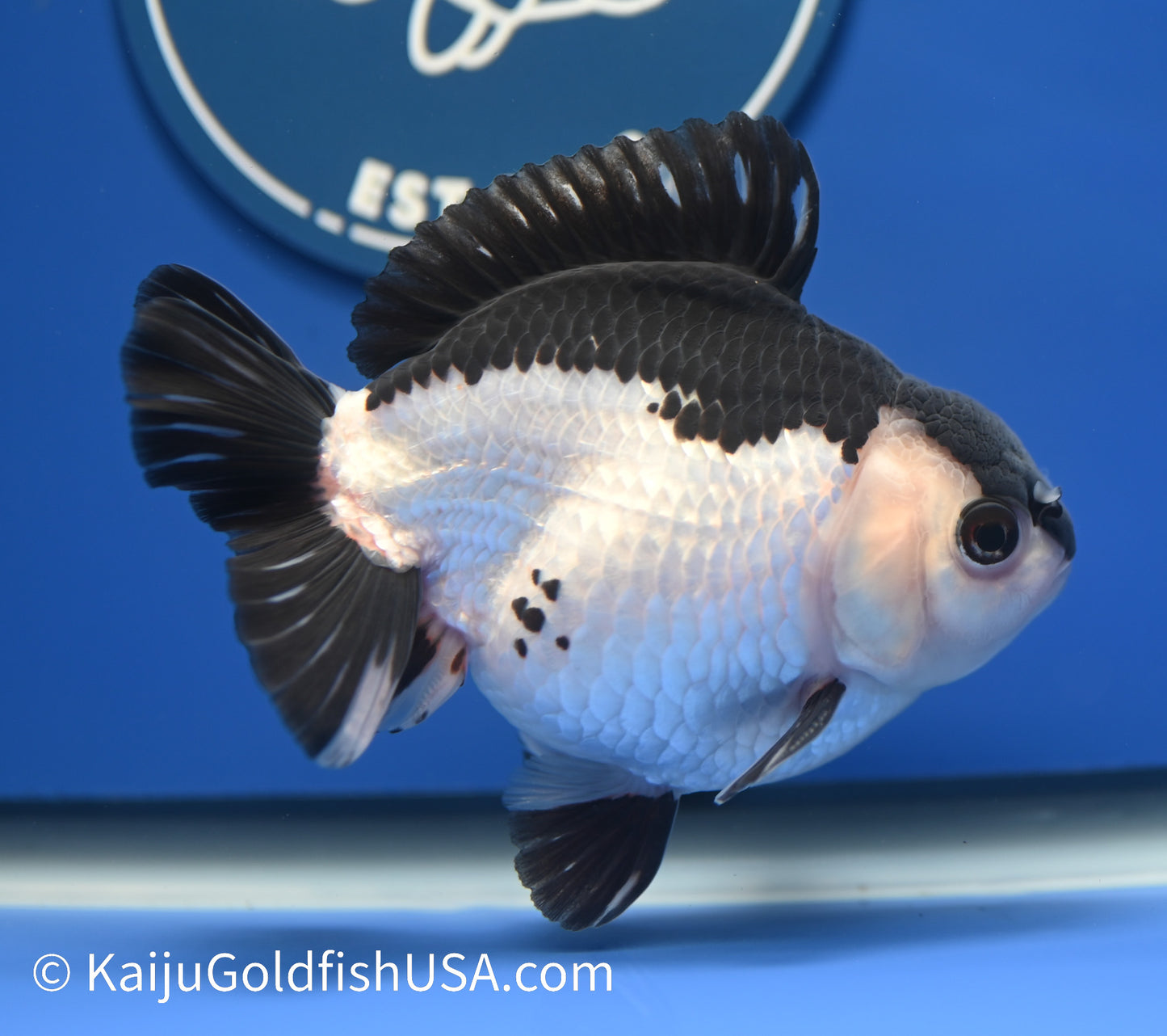 Panda Oranda 4 - 4.5 inches (010524_OR08) - Kaiju Goldfish USA