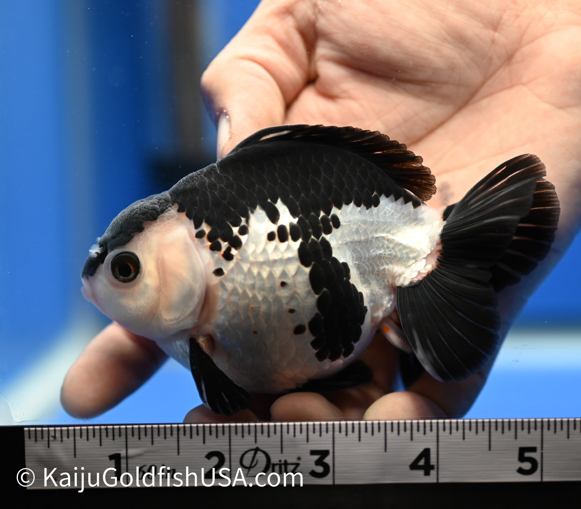 Panda Oranda 4 - 4.5 inches (010524_OR08) - Kaiju Goldfish USA