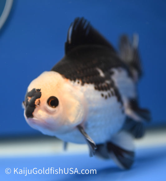 Panda Oranda 4 - 4.5 inches (010524_OR09) - Kaiju Goldfish USA