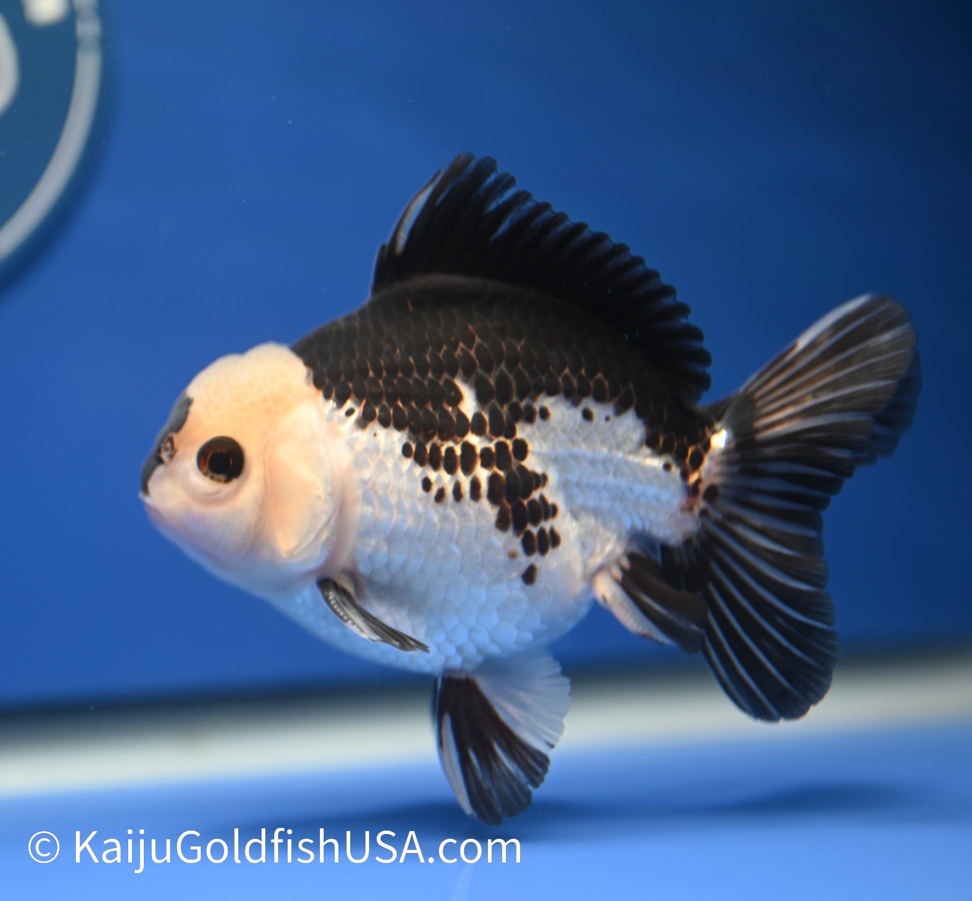 Panda Oranda 4 - 4.5 inches (010524_OR09) - Kaiju Goldfish USA