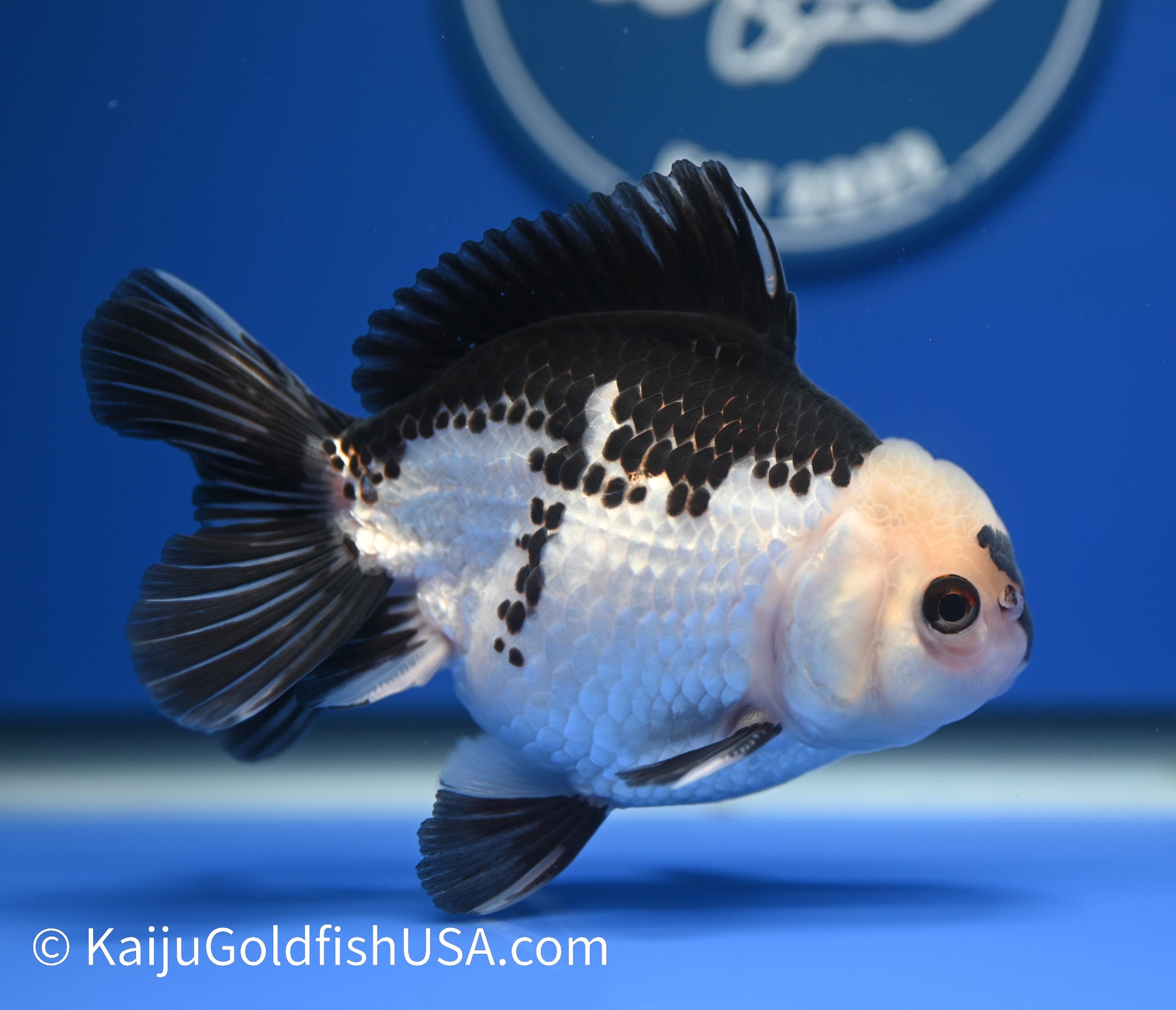 Panda Oranda 4 - 4.5 inches (010524_OR09) - Kaiju Goldfish USA