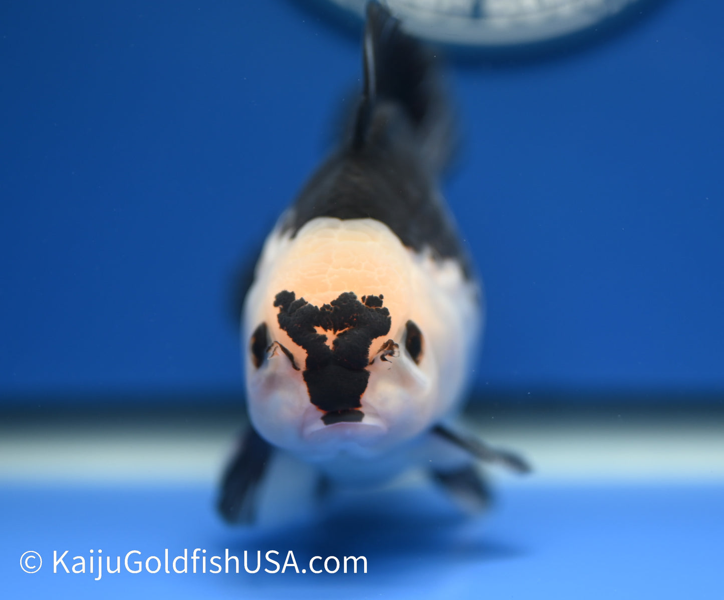 Panda Oranda 4 - 4.5 inches (010524_OR09) - Kaiju Goldfish USA