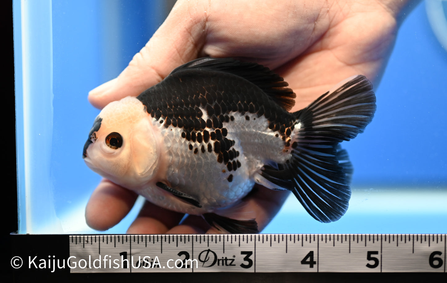 Panda Oranda 4 - 4.5 inches (010524_OR09) - Kaiju Goldfish USA