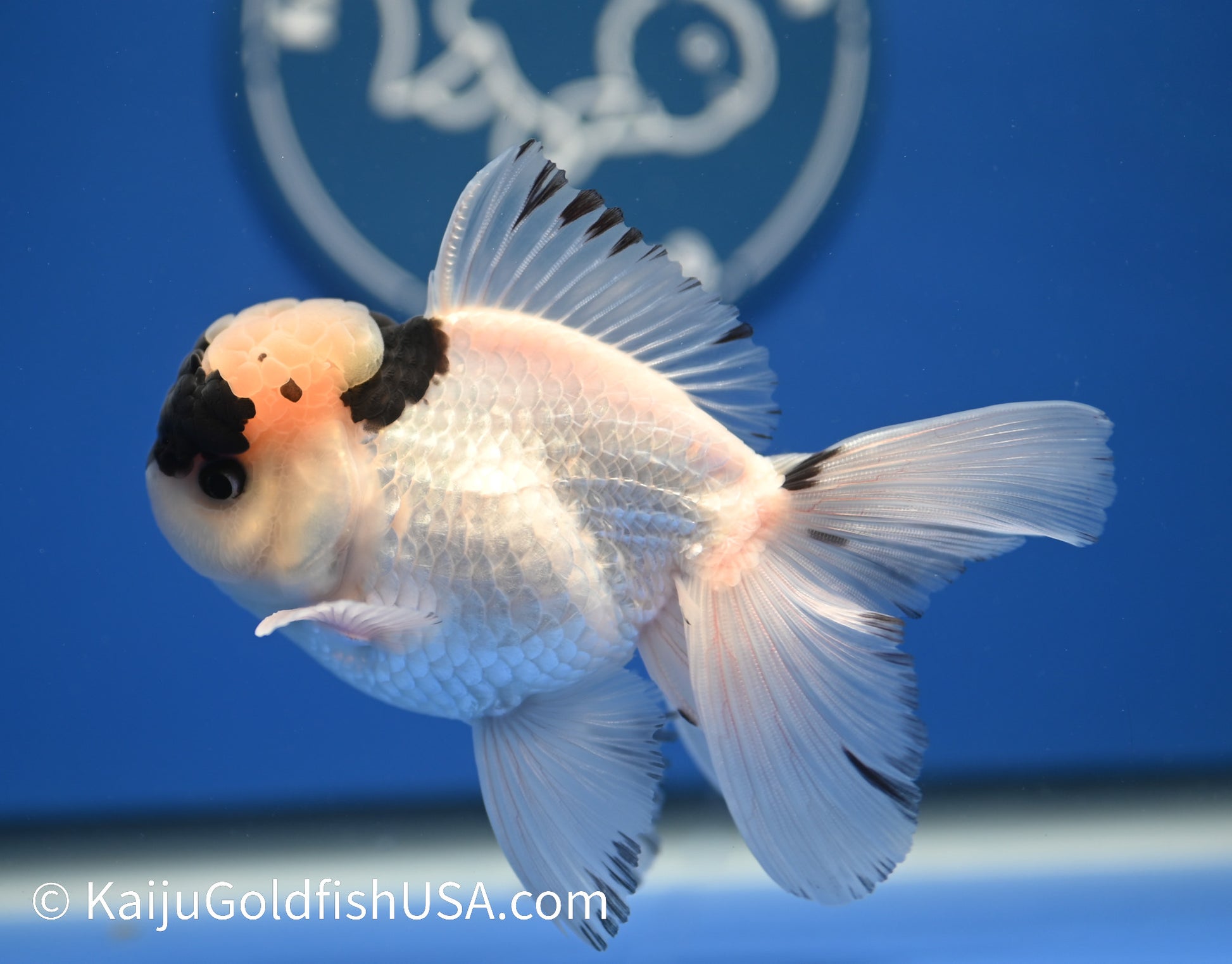 Panda Oranda 4 - 4.5 inches (010524_OR10) - Kaiju Goldfish USA