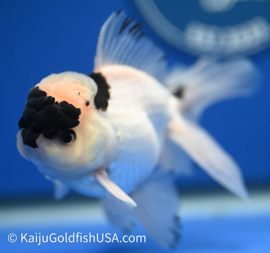 Panda Oranda 4 - 4.5 inches (010524_OR10) - Kaiju Goldfish USA