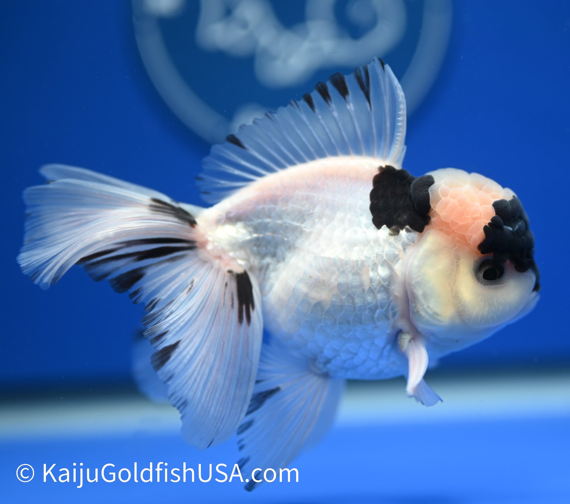 Panda Oranda 4 - 4.5 inches (010524_OR10) - Kaiju Goldfish USA