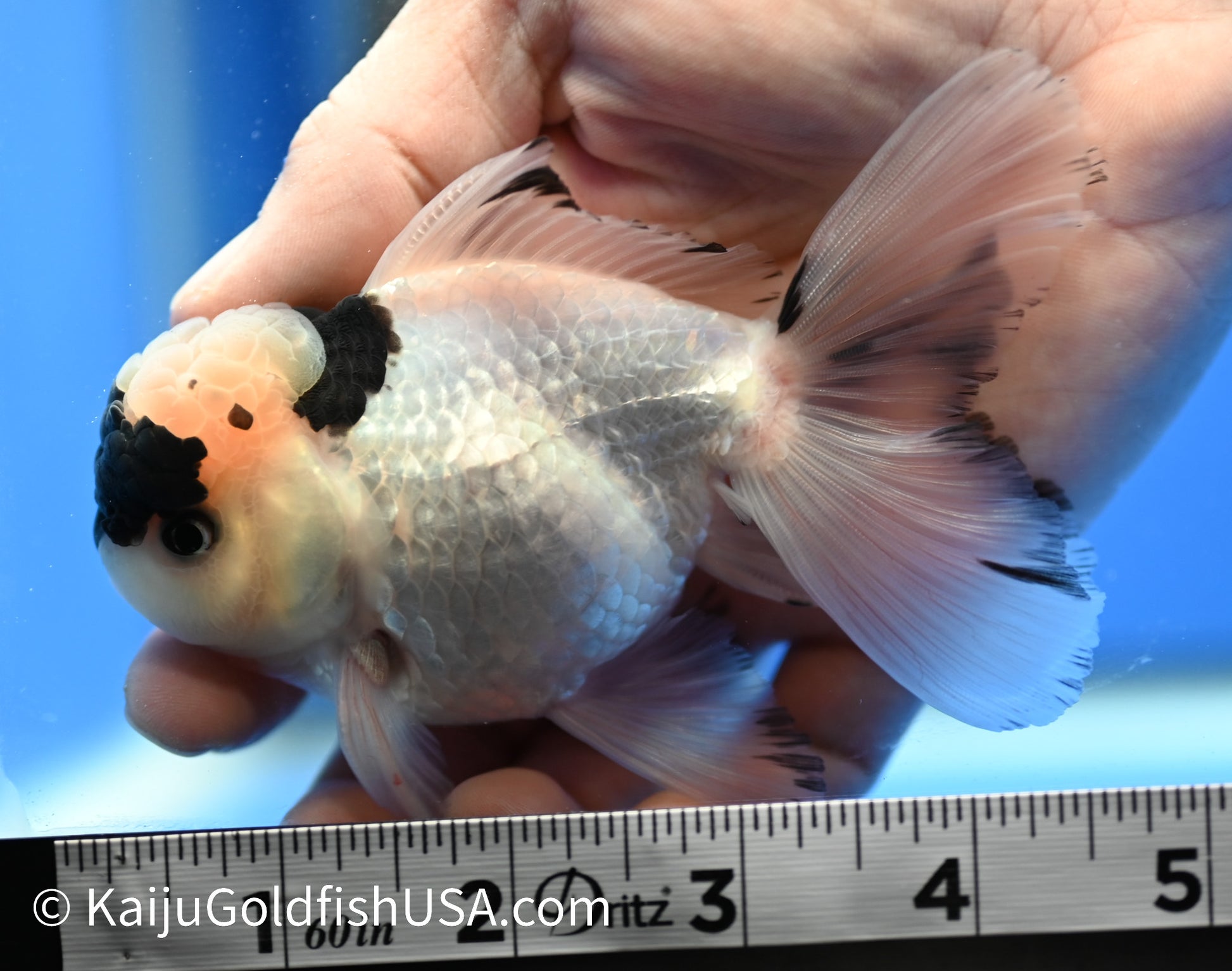 Panda Oranda 4 - 4.5 inches (010524_OR10) - Kaiju Goldfish USA